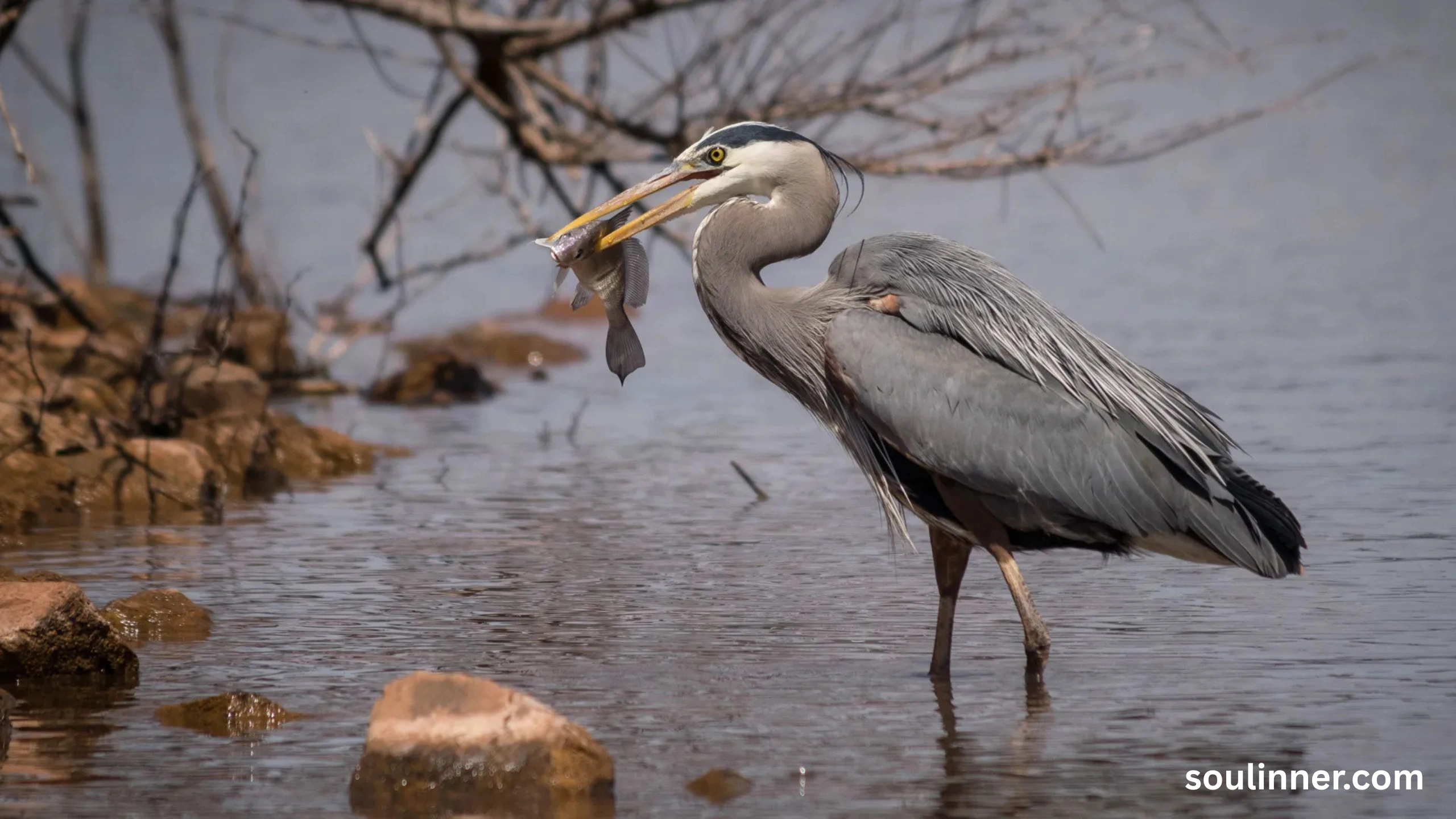 Blue Heron Spiritual Meaning
