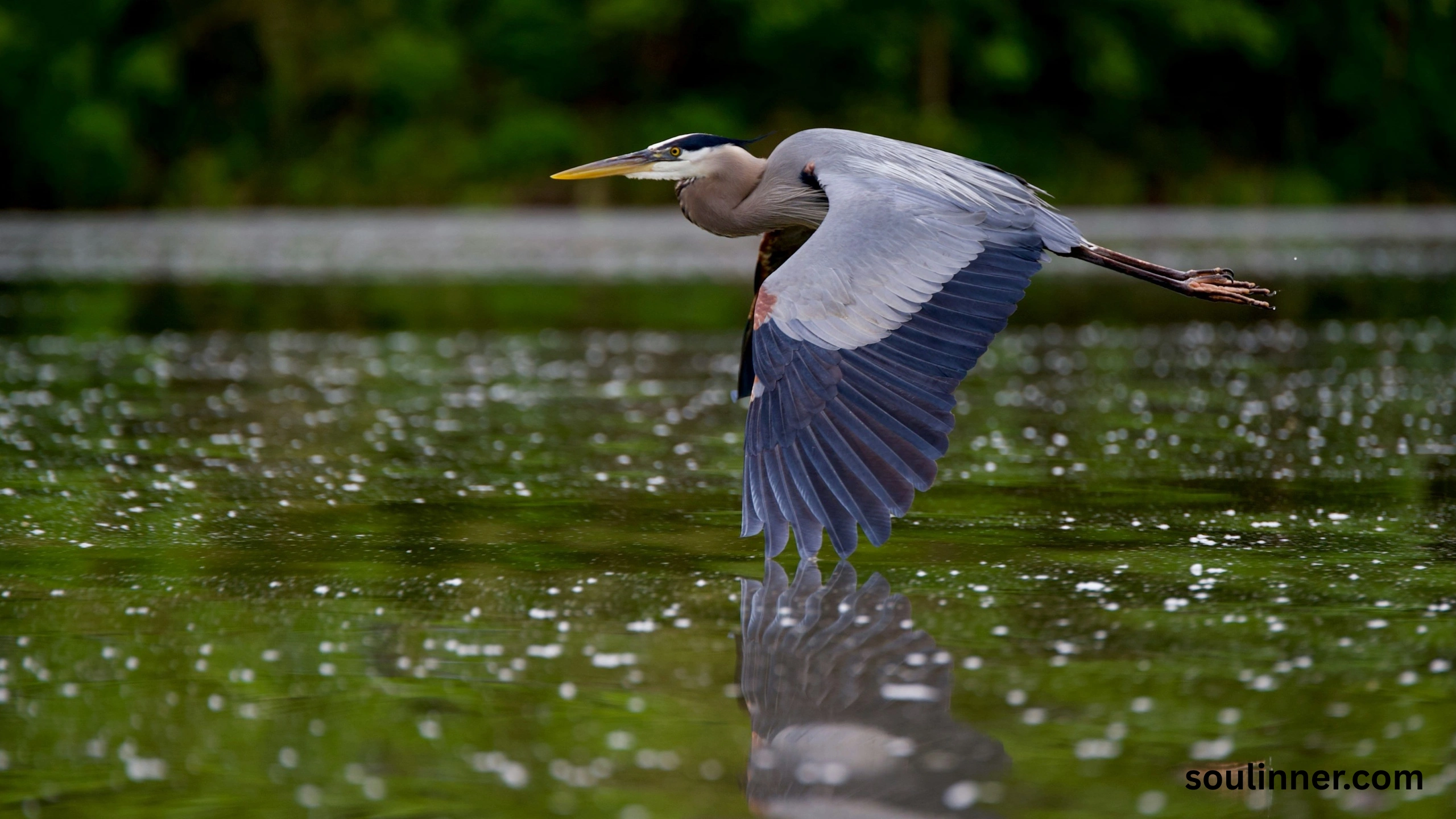 Blue Heron Spiritual Meaning