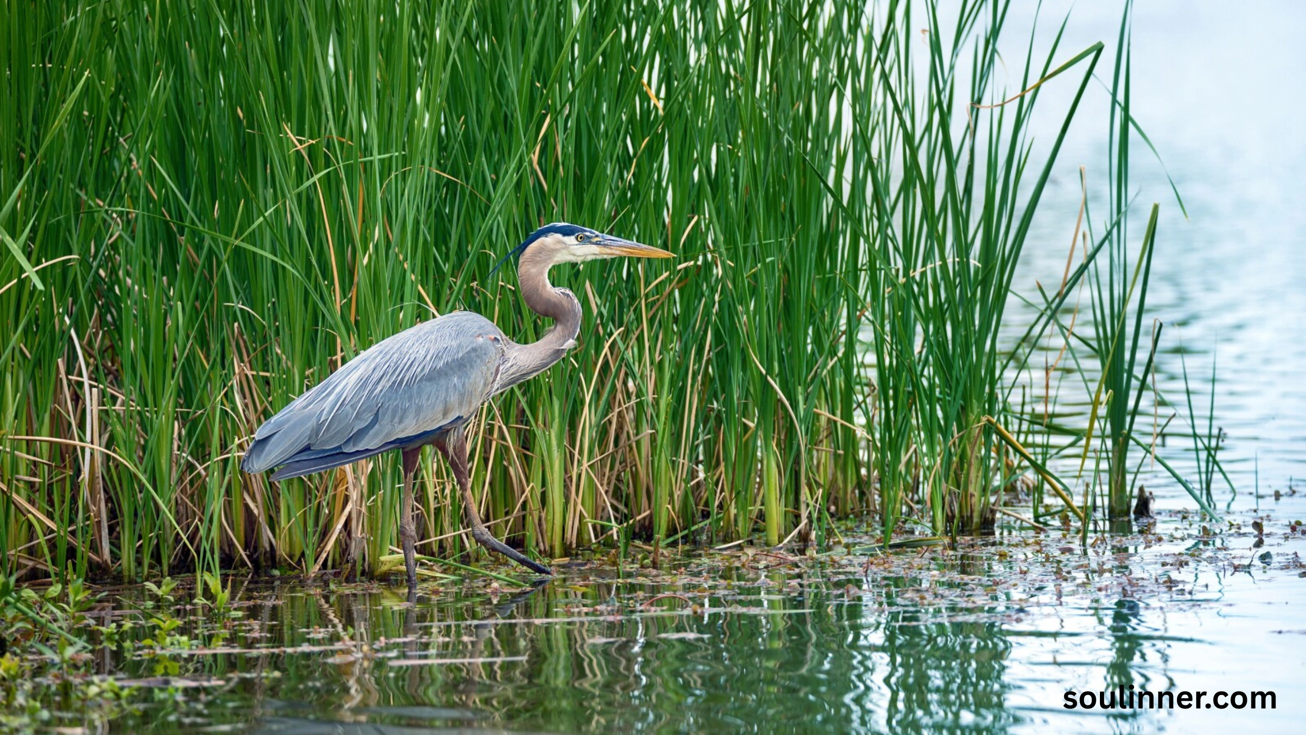 Blue Heron Spiritual Meaning