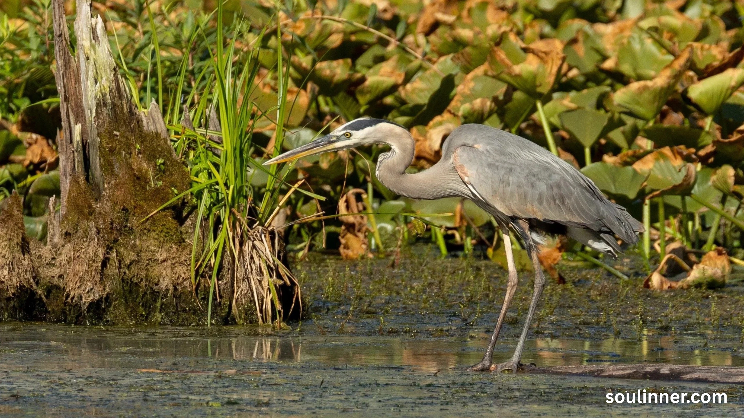 Blue Heron Spiritual Meaning