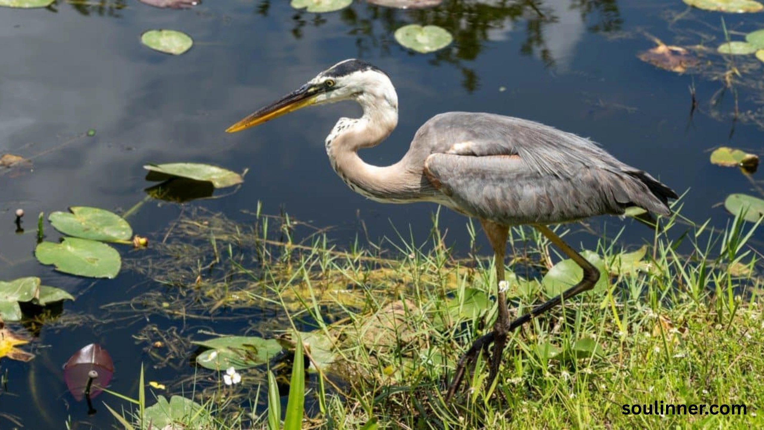 Blue Heron Spiritual Meaning