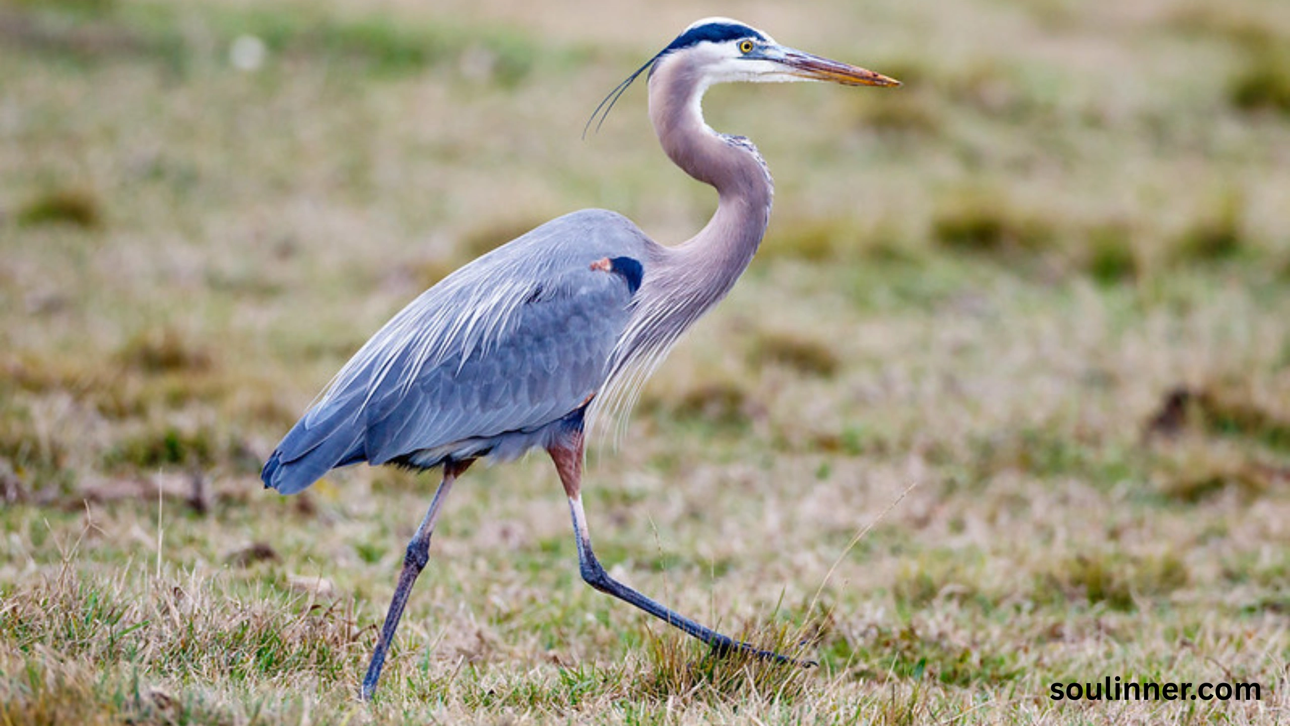 Blue Heron Spiritual Meaning