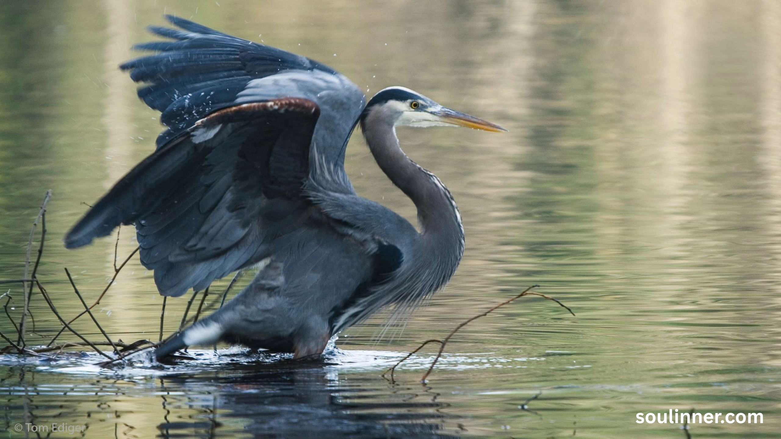 Blue Heron Spiritual Meaning