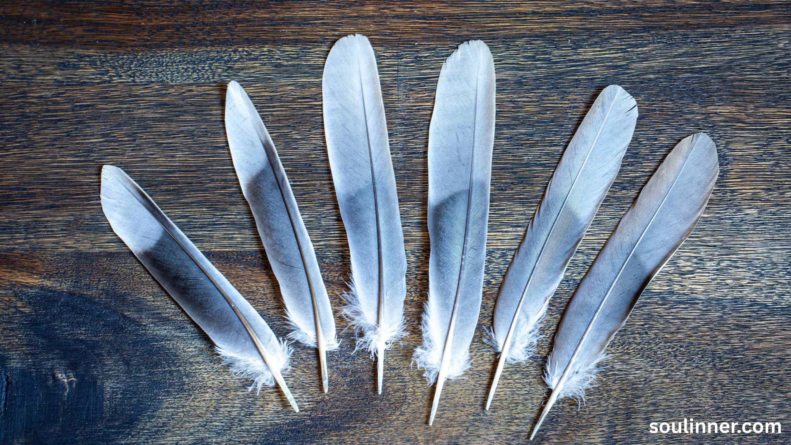 Feather Symbolism