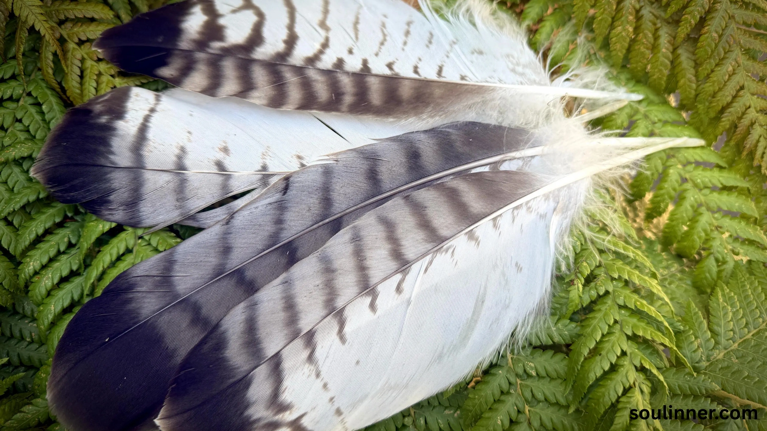 Feather Symbolism