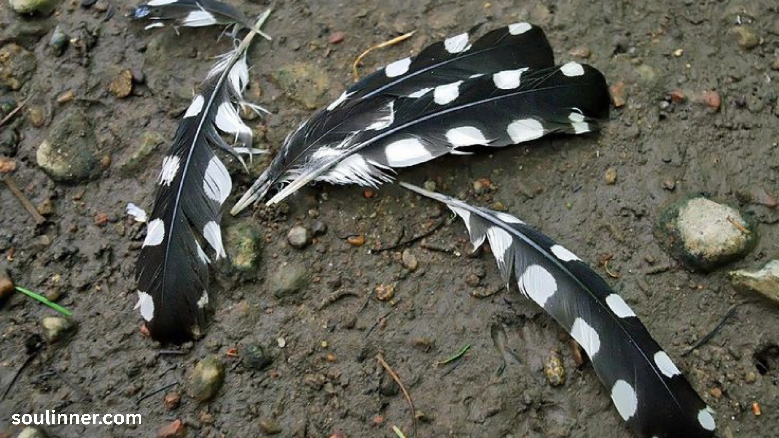 Feather Symbolism