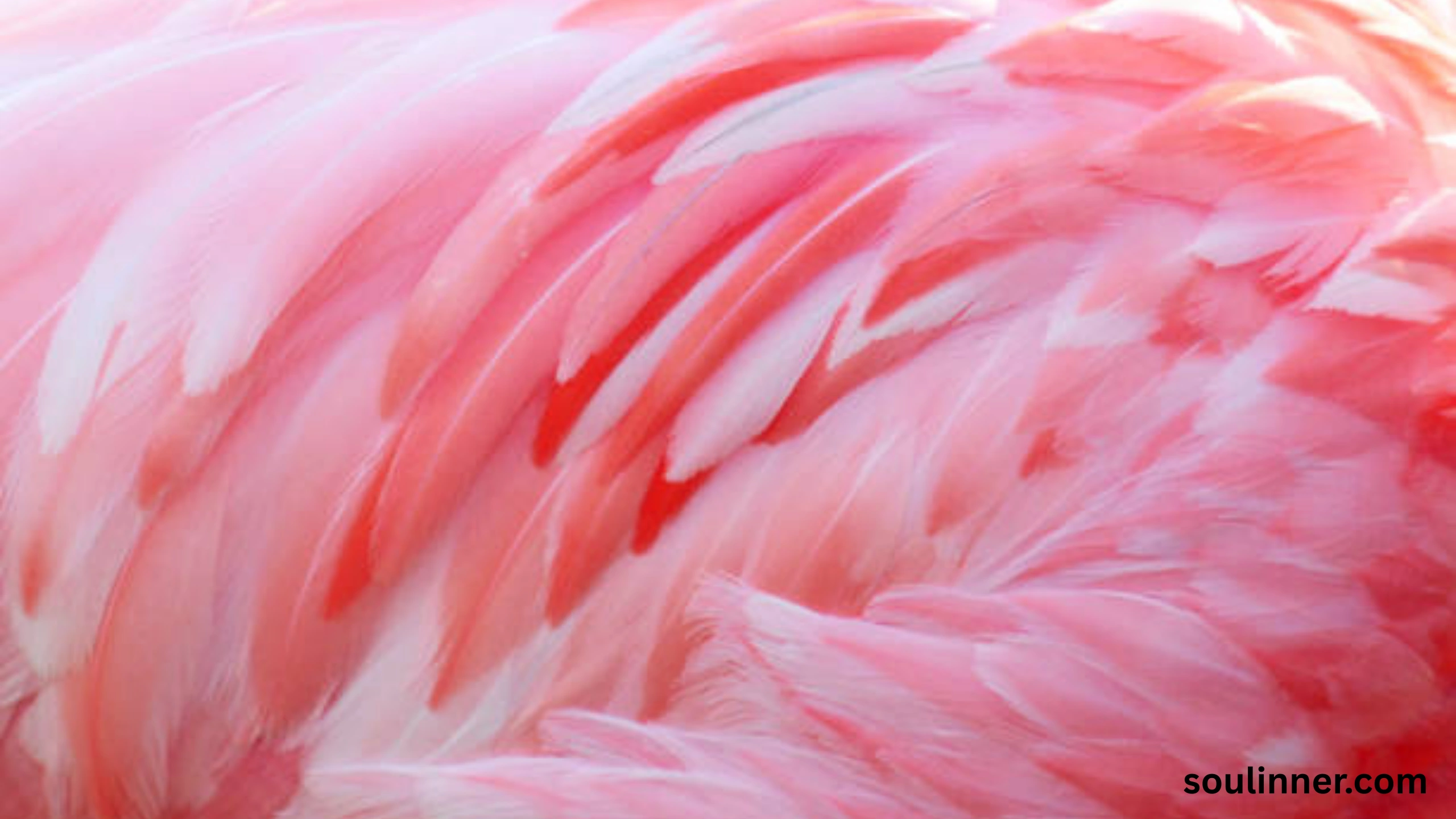 Feather Symbolism