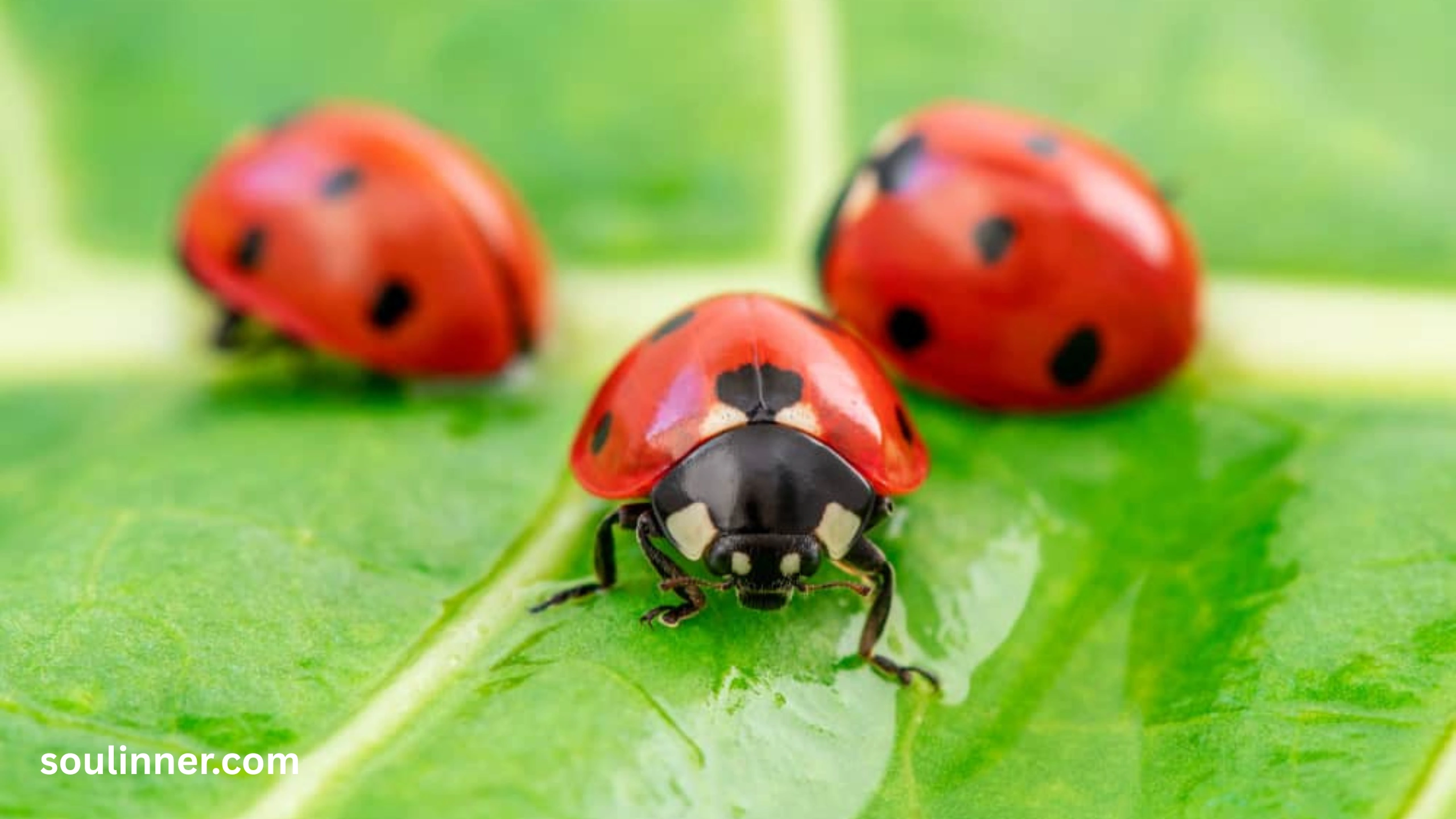 Ladybug Landing on You Spiritual Meaning