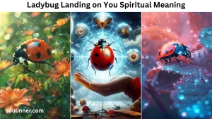 Ladybug Landing on You Spiritual Meaning