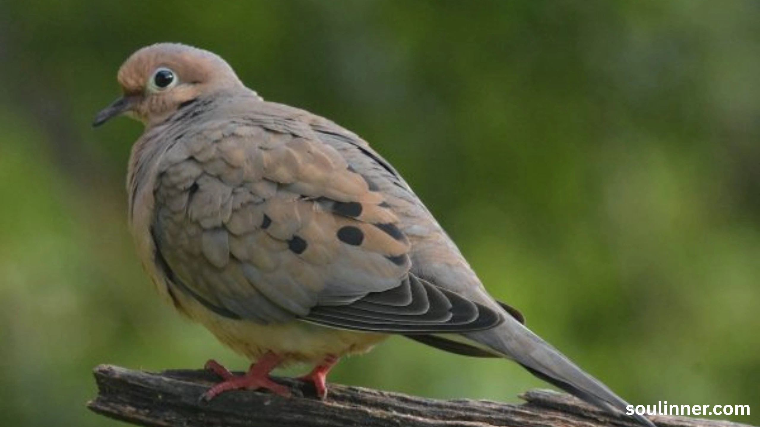 Mourning Dove Spiritual Meaning