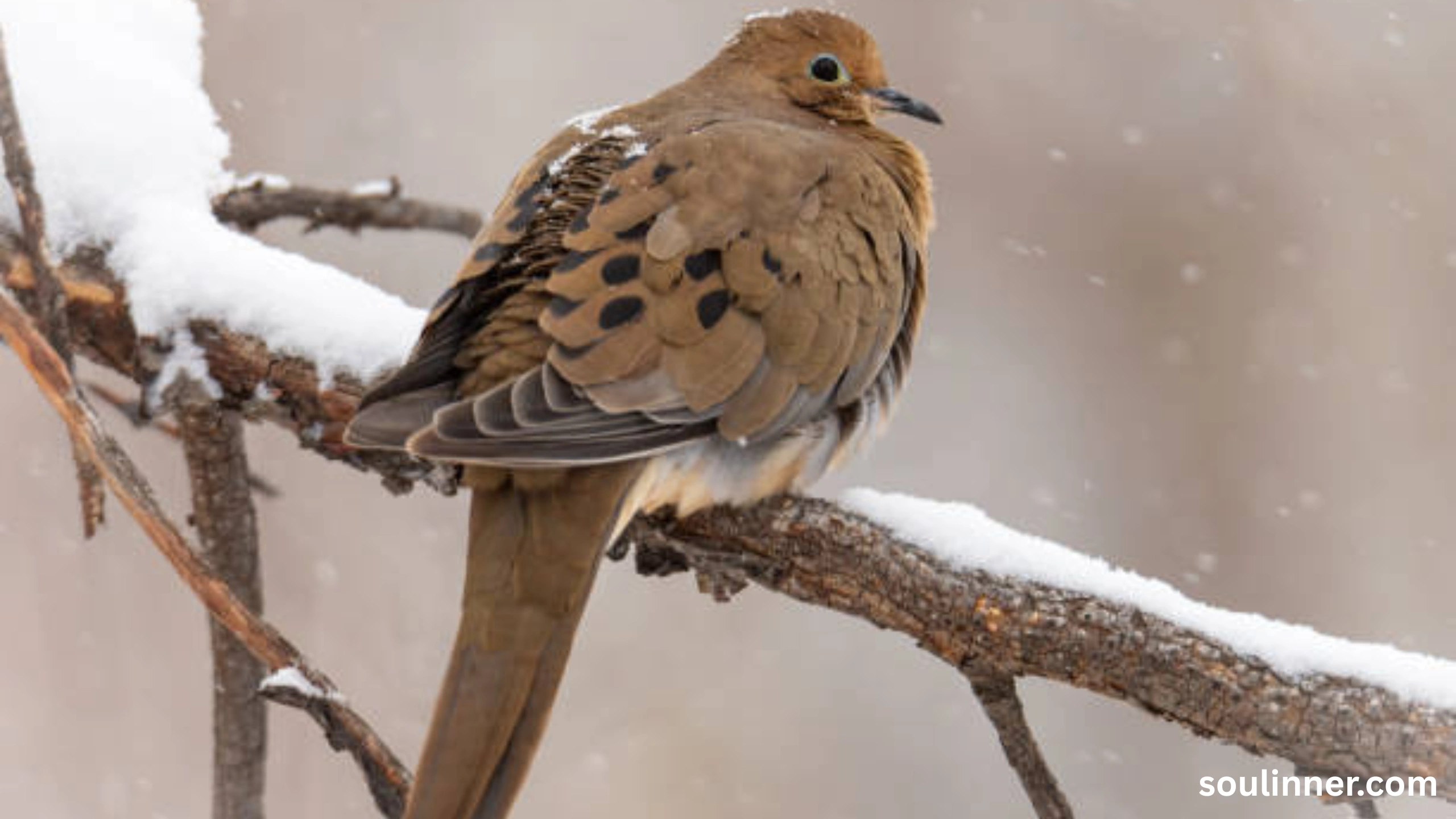 Mourning Dove Spiritual Meaning