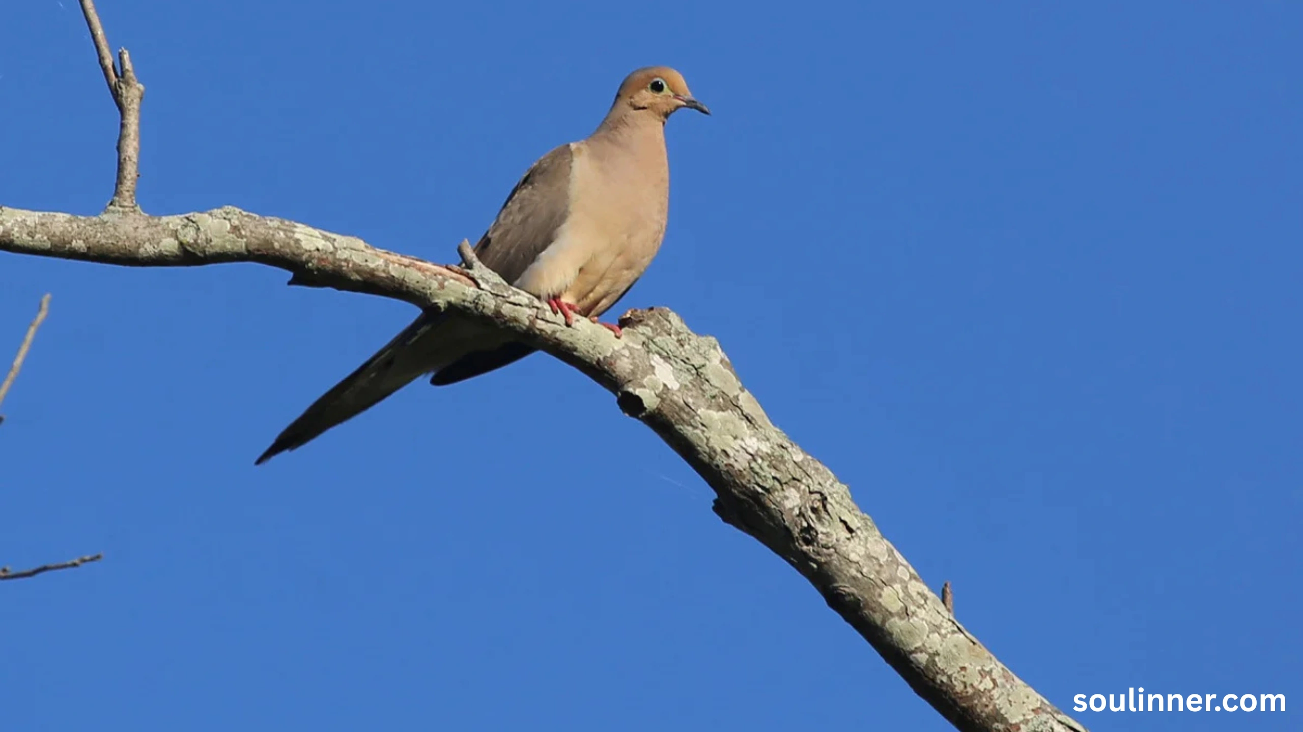 Mourning Dove Spiritual Meaning