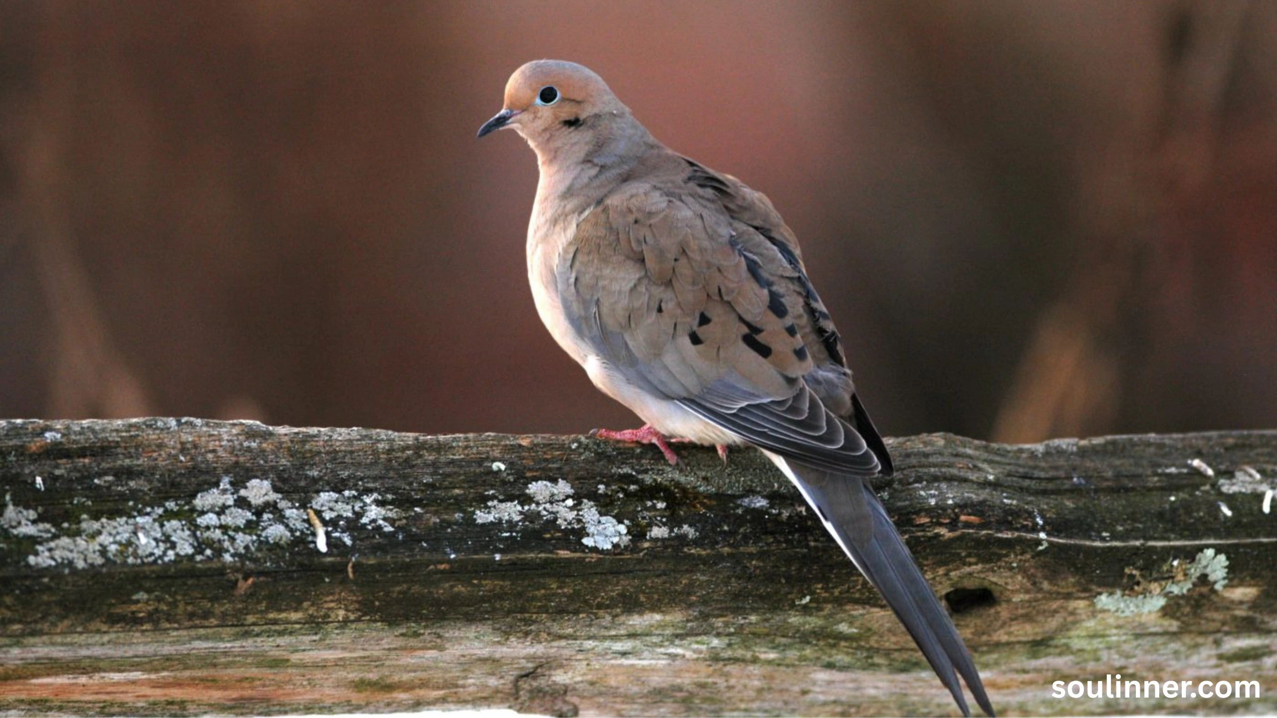 Mourning Dove Spiritual Meaning