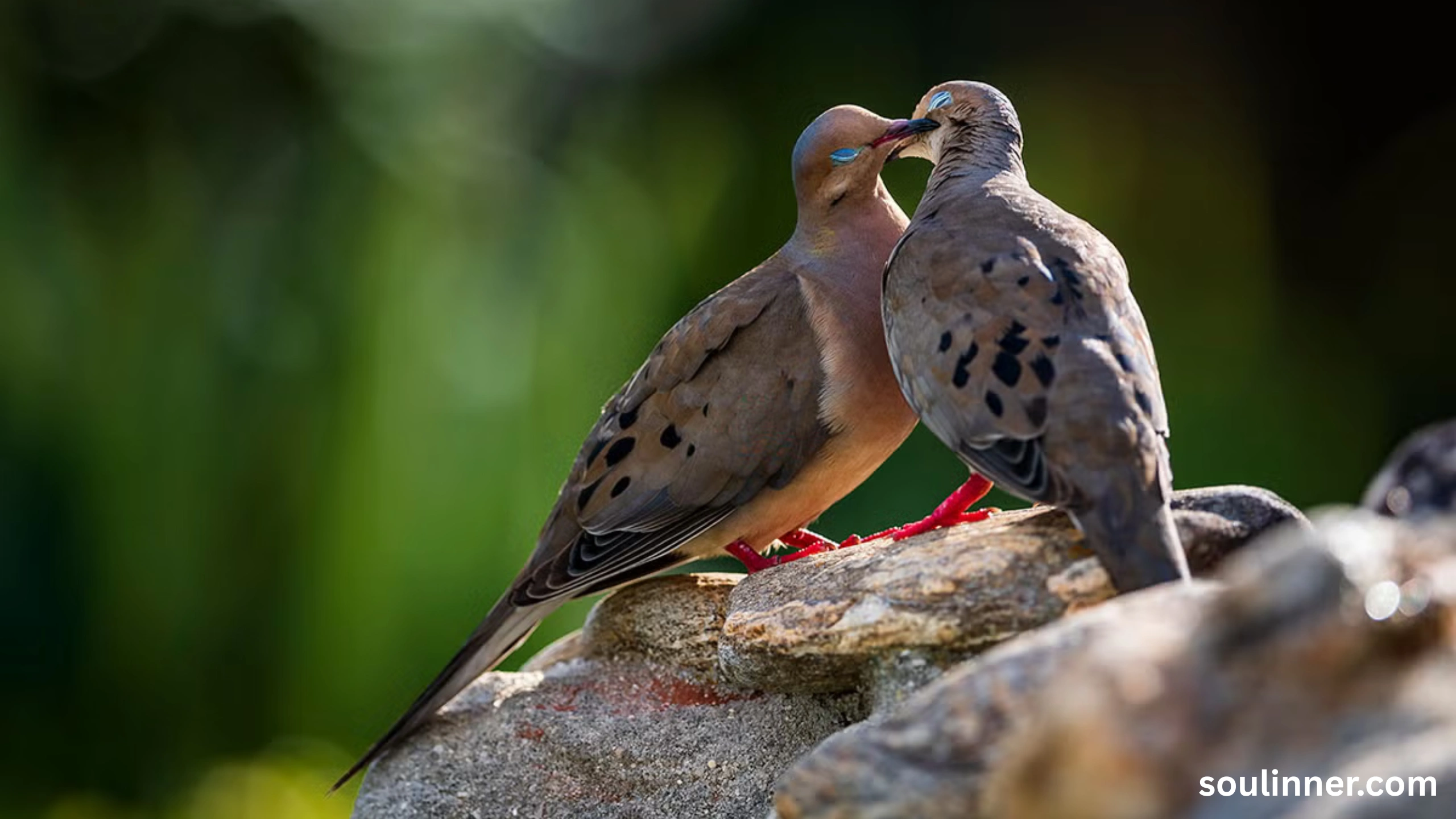 Mourning Dove Spiritual Meaning