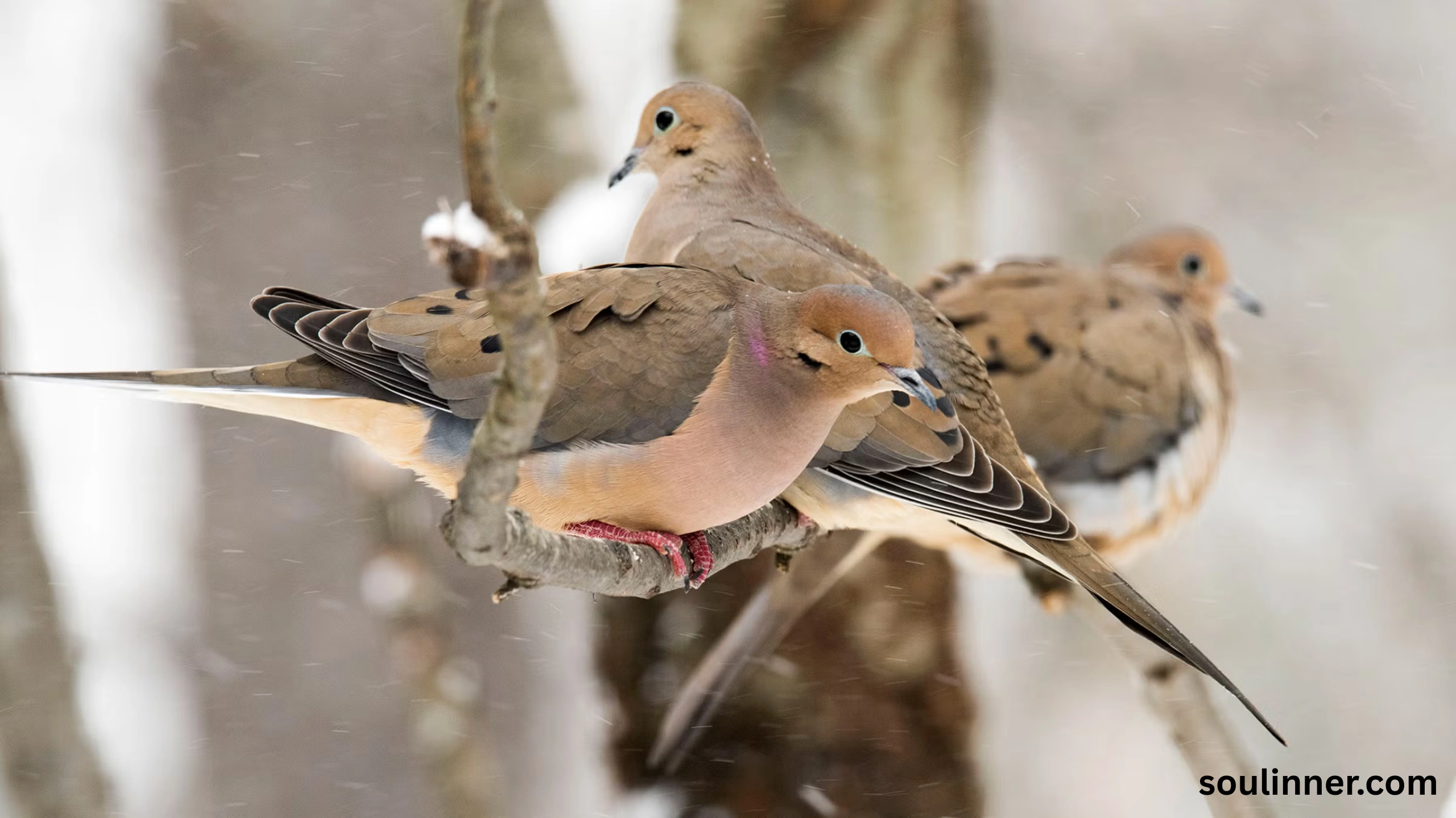 Mourning Dove Spiritual Meaning