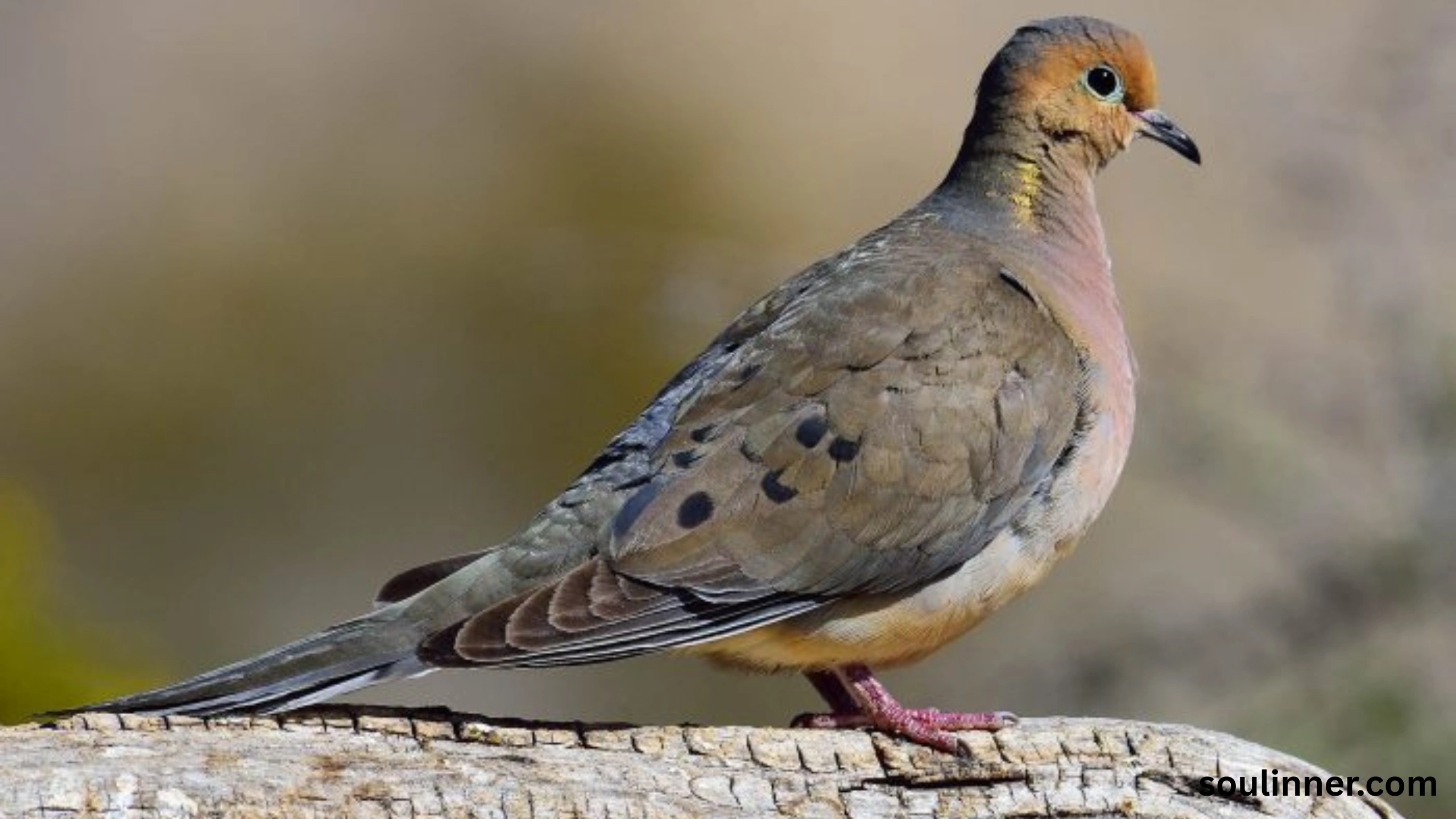 Mourning Dove Spiritual Meaning