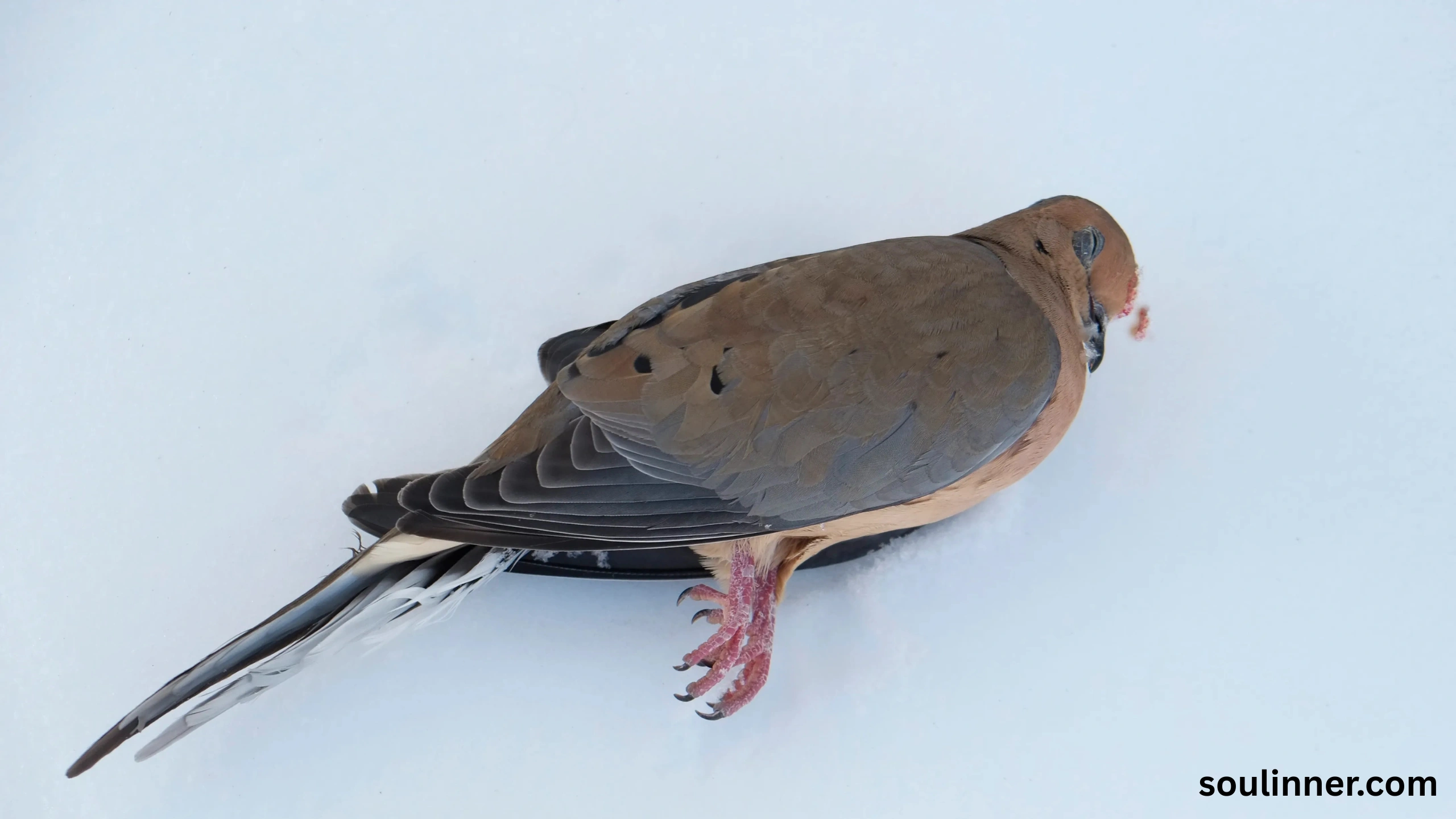 Mourning Dove Spiritual Meaning