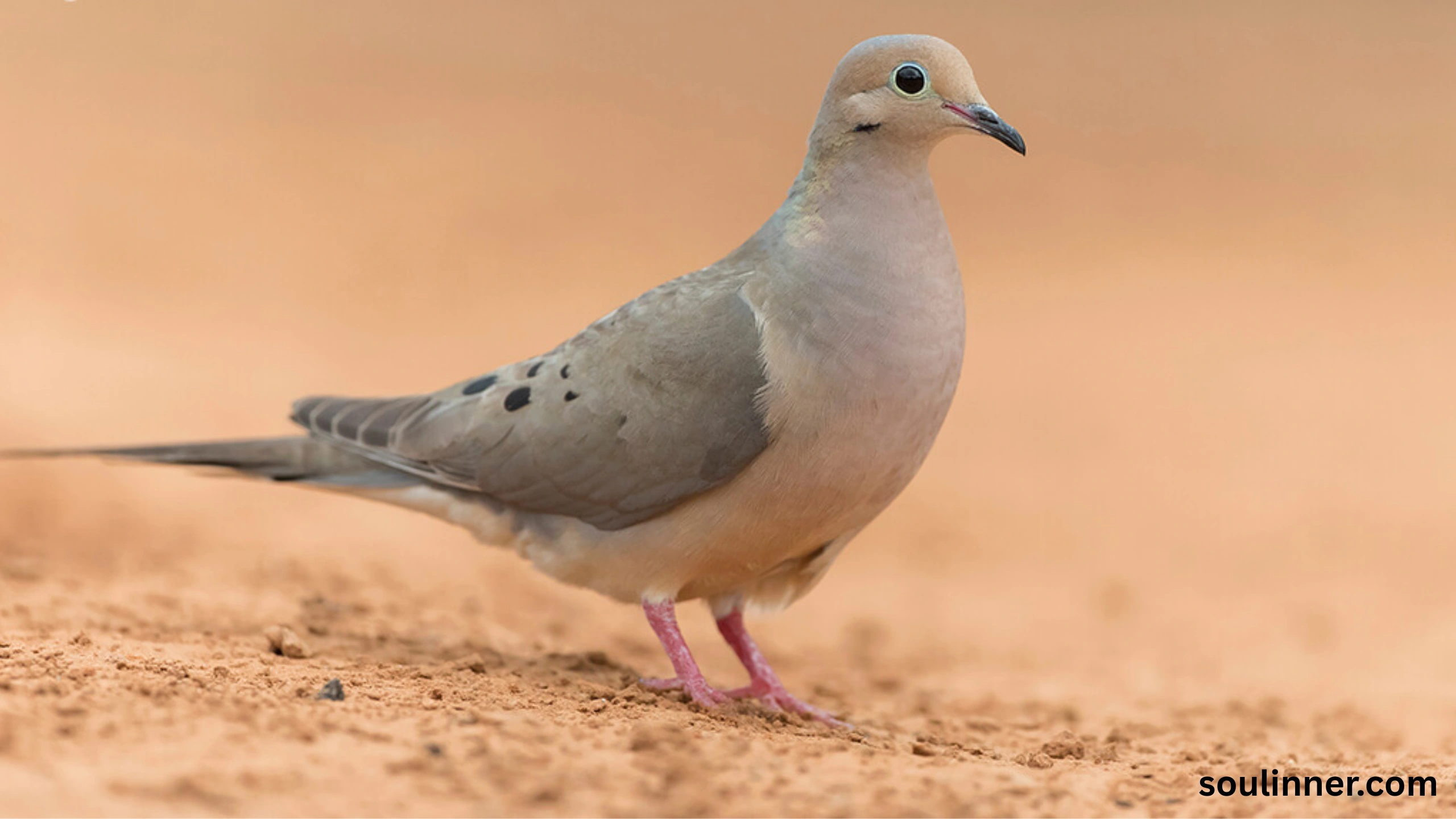 Mourning Dove Spiritual Meaning