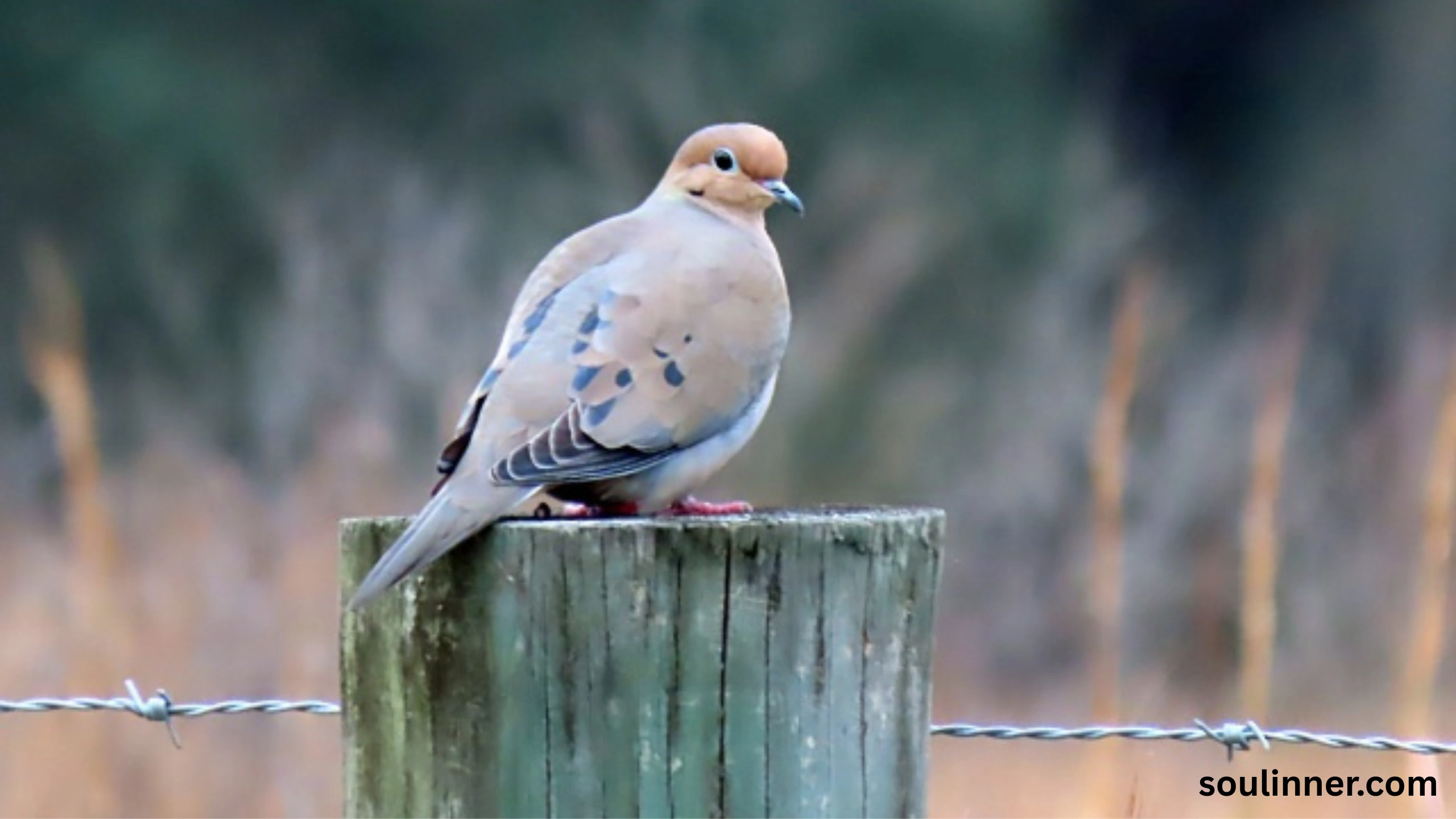 Mourning Dove Spiritual Meaning