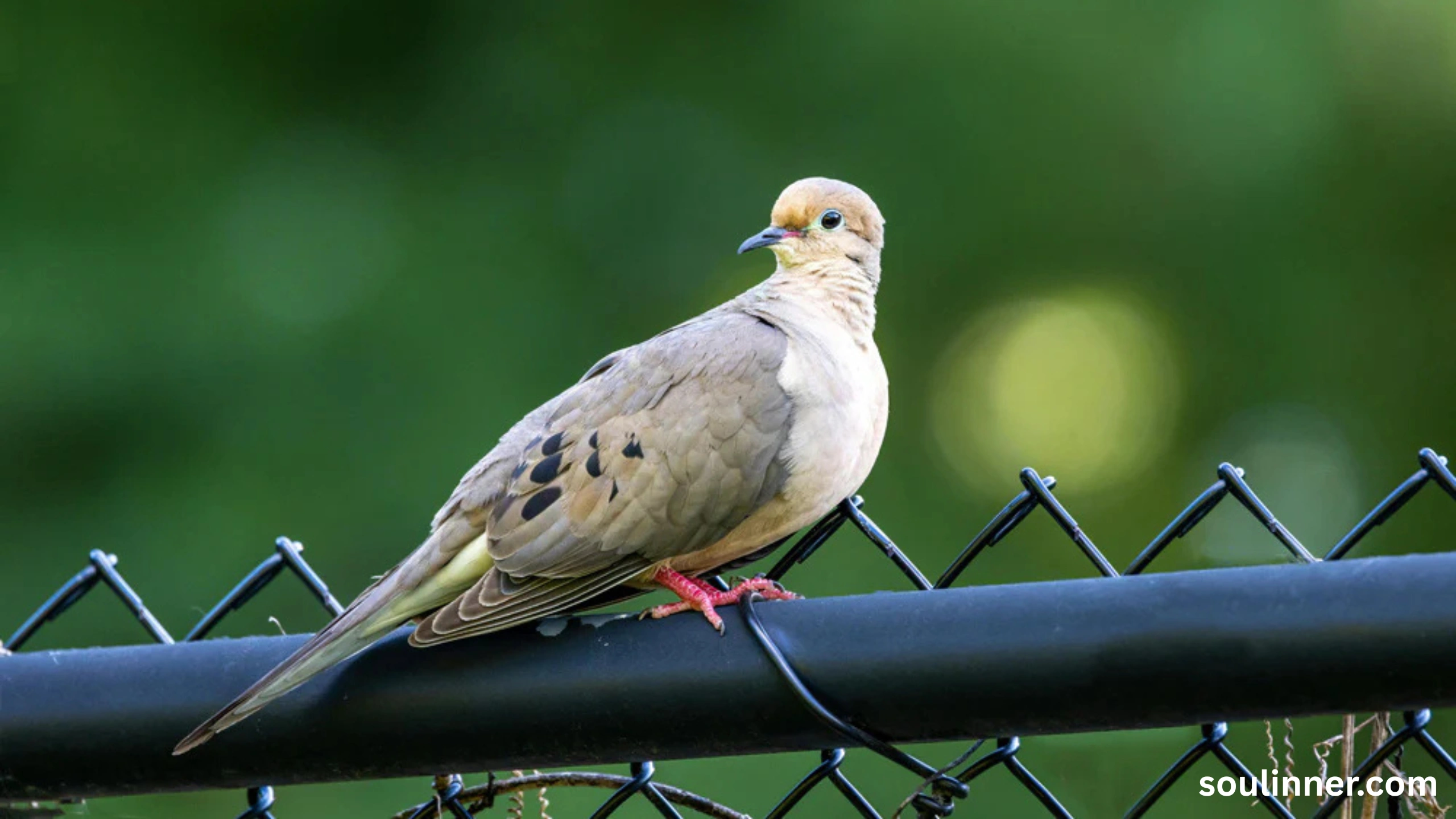 Mourning Dove Spiritual Meaning