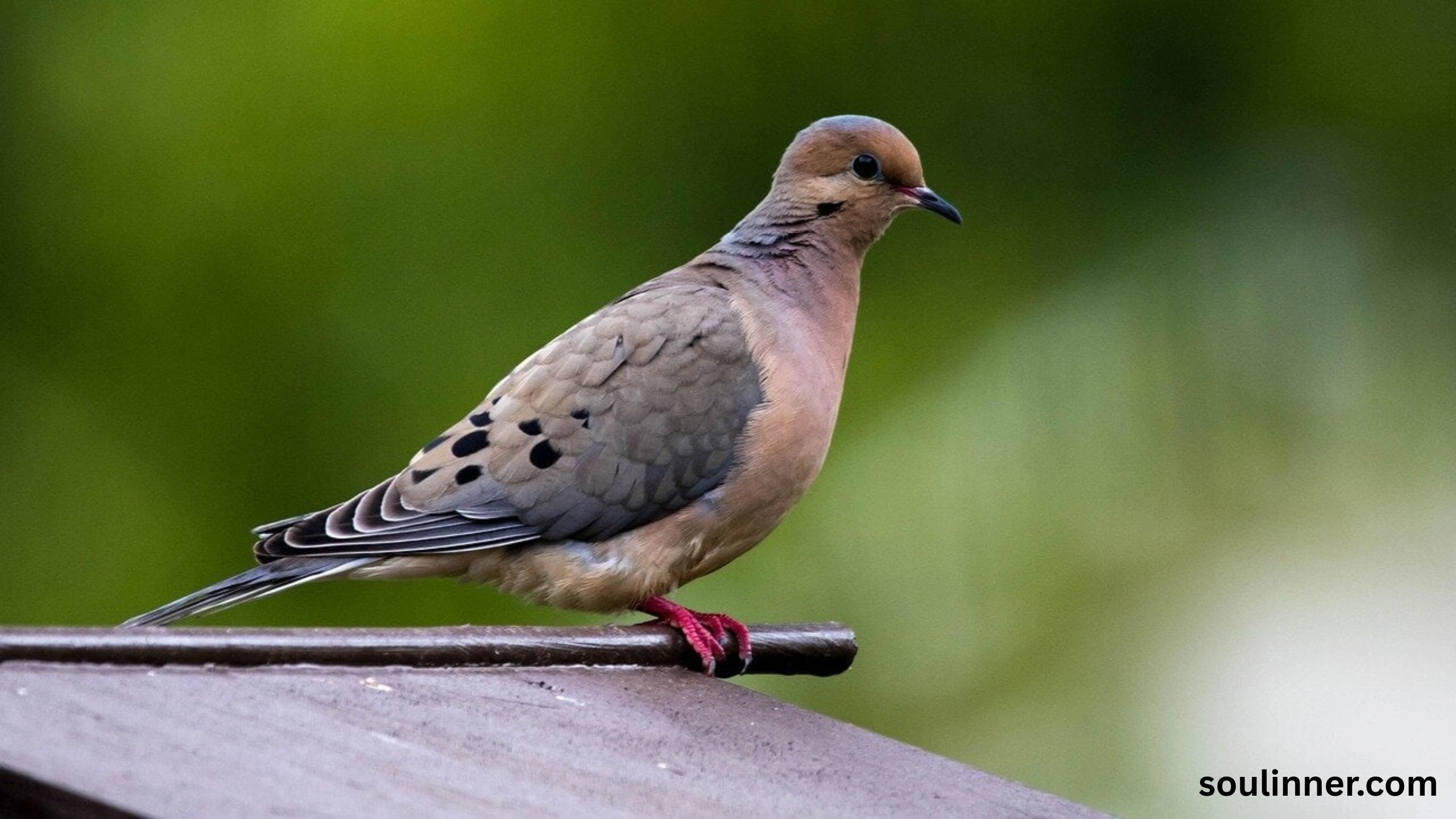 Mourning Dove Spiritual Meaning
