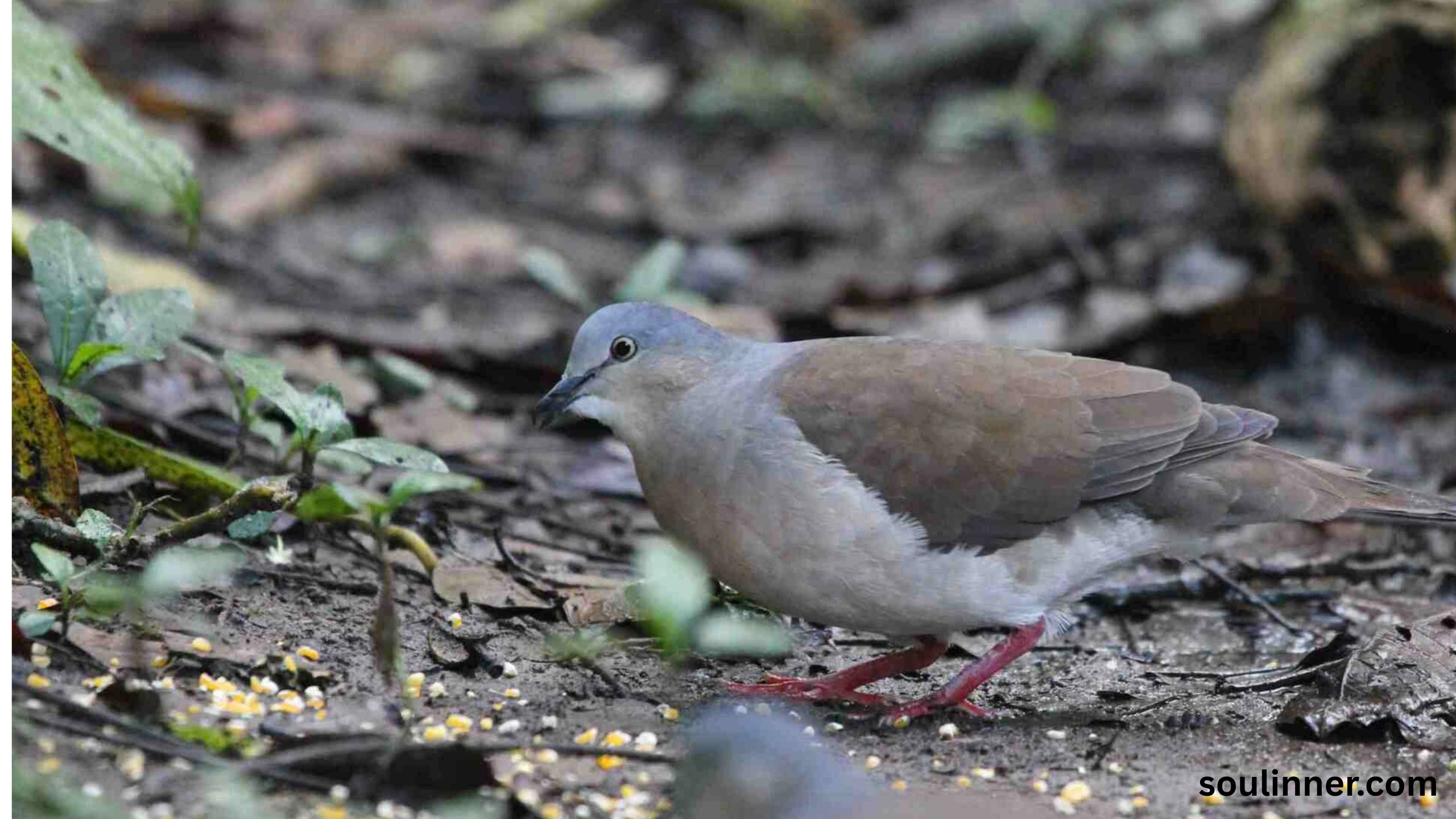Mourning Dove Spiritual Meaning
