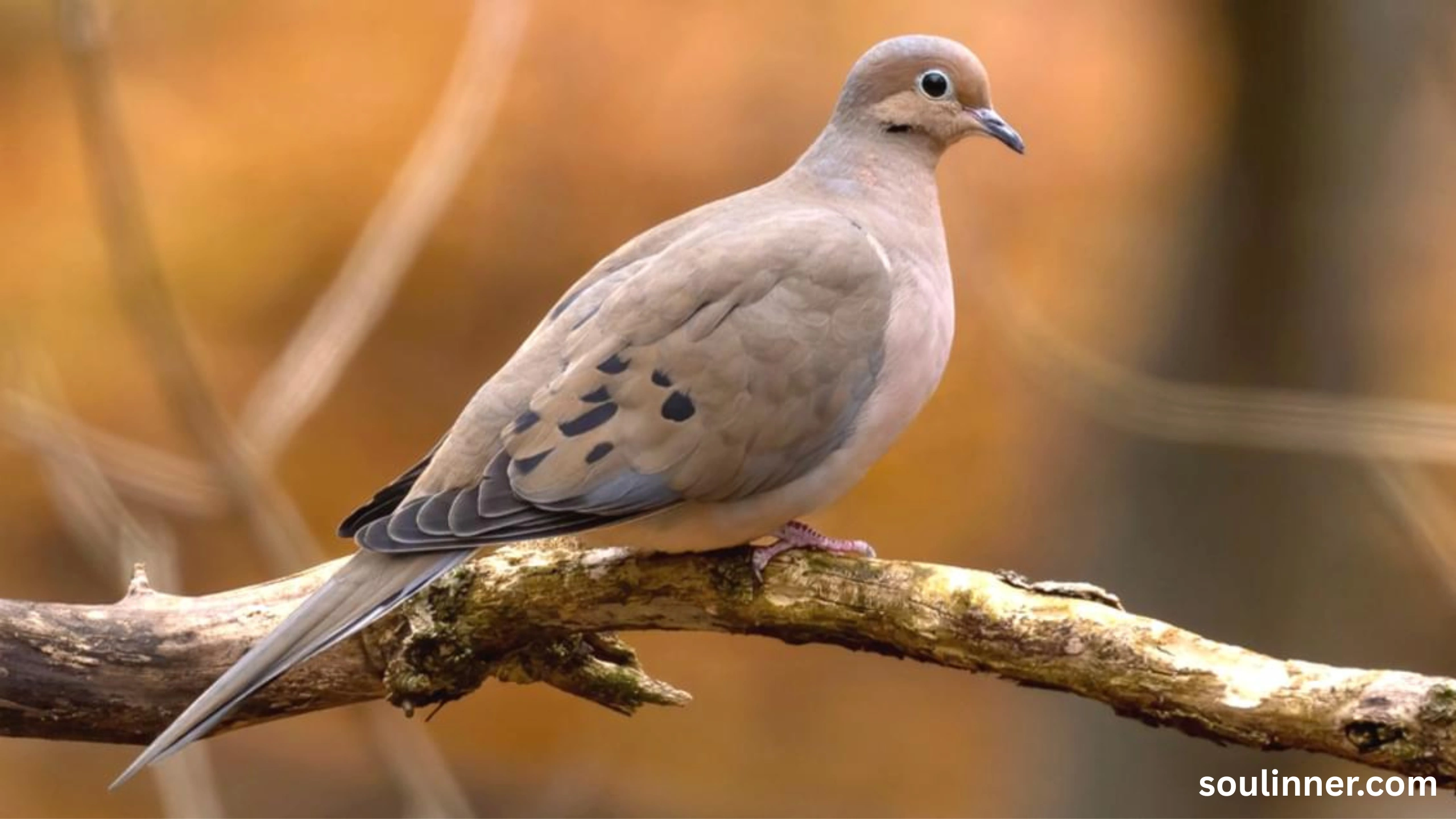 Mourning Dove Spiritual Meaning