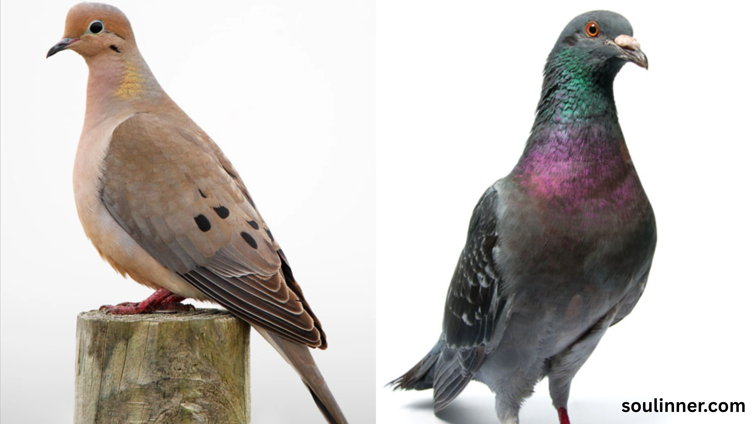 Mourning Dove Spiritual Meaning