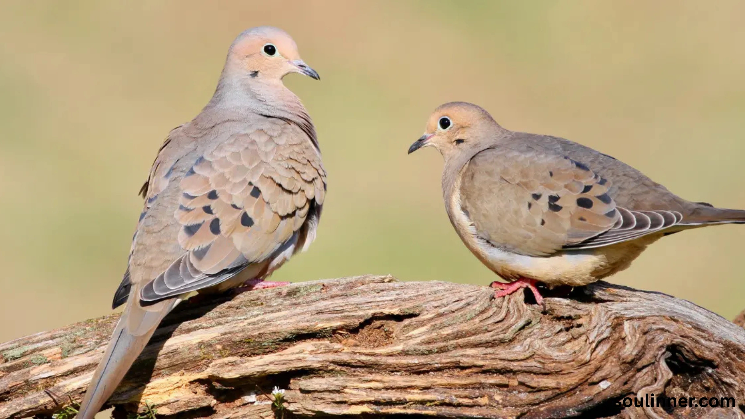 Mourning Dove Spiritual Meaning