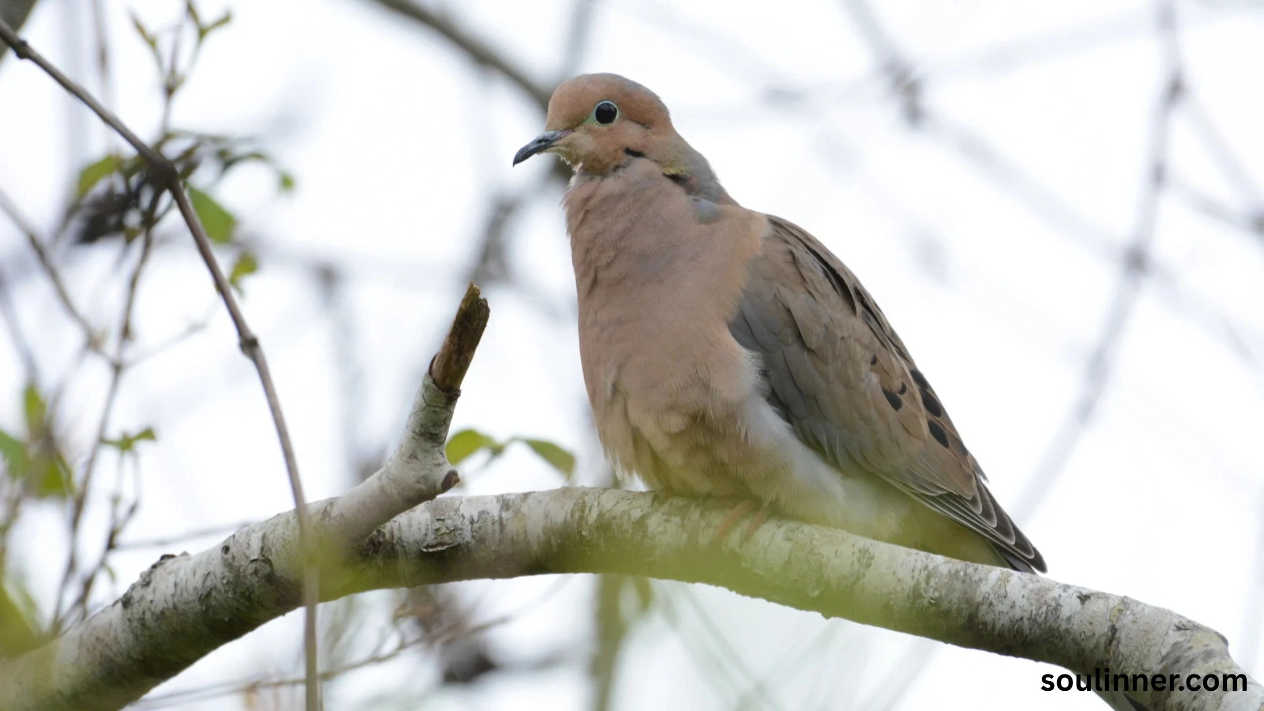 Mourning Dove Spiritual Meaning