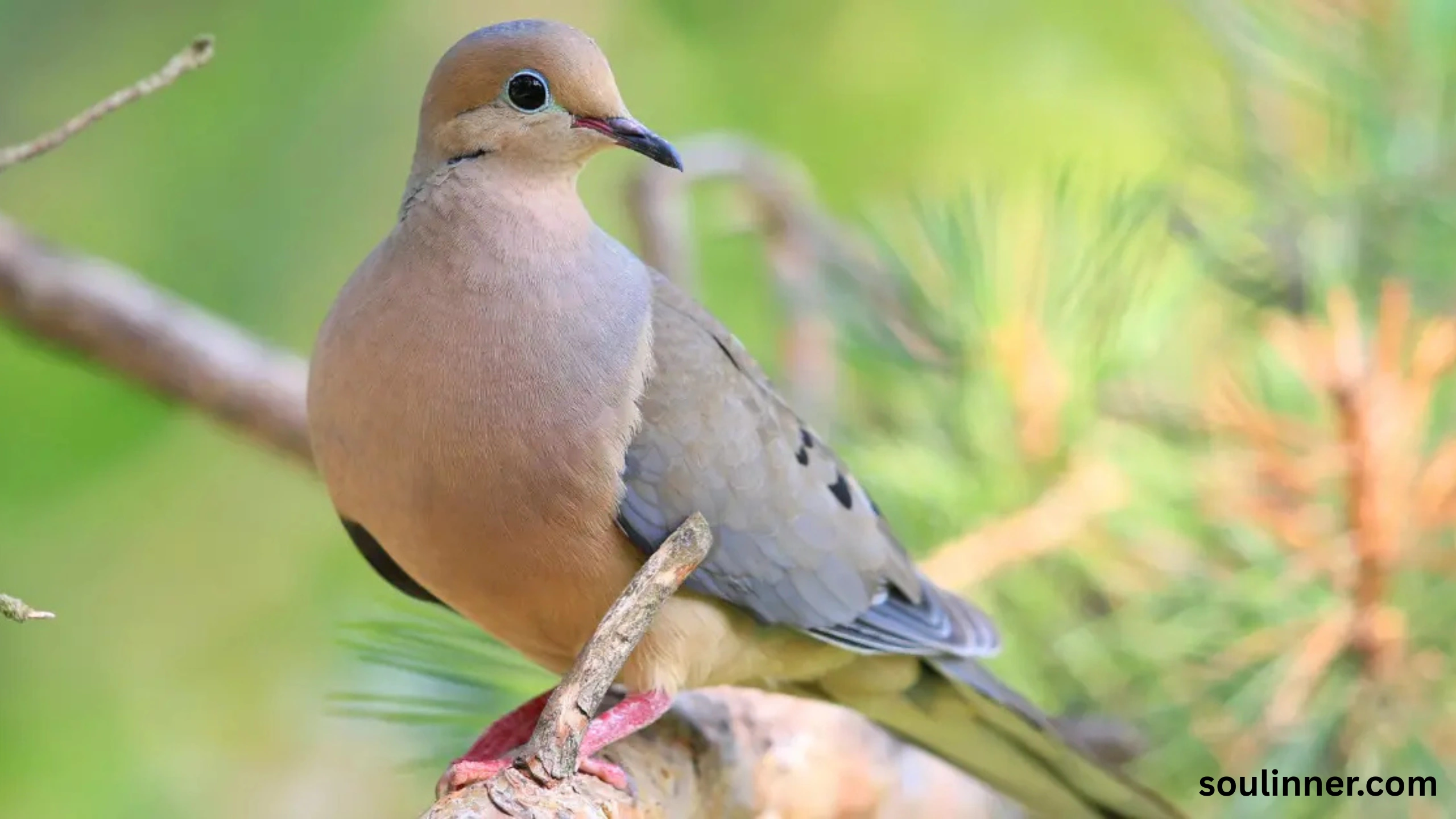 Mourning Dove Spiritual Meaning