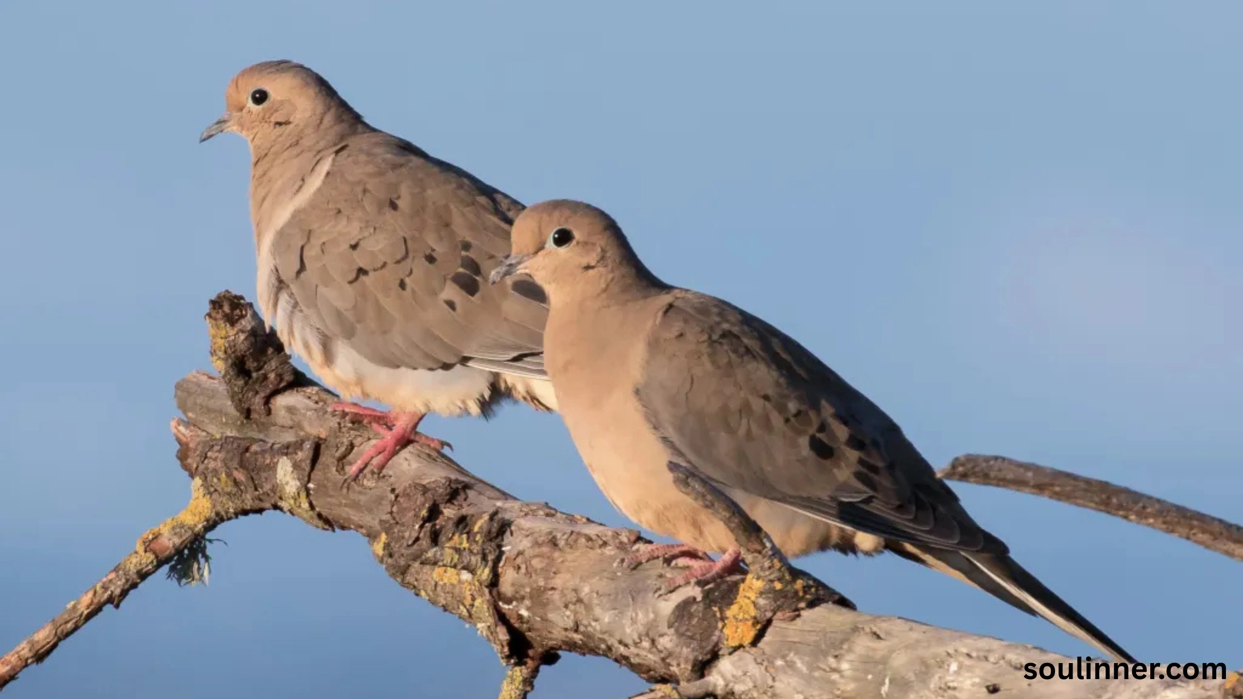 Mourning Dove Spiritual Meaning