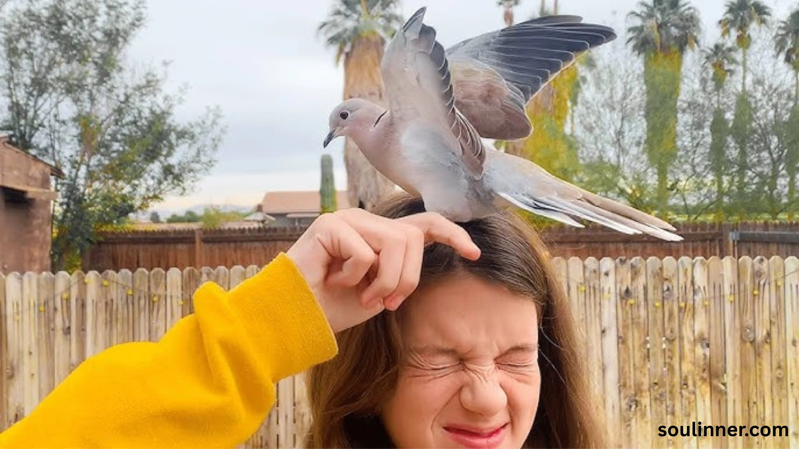 Mourning Dove Spiritual Meaning