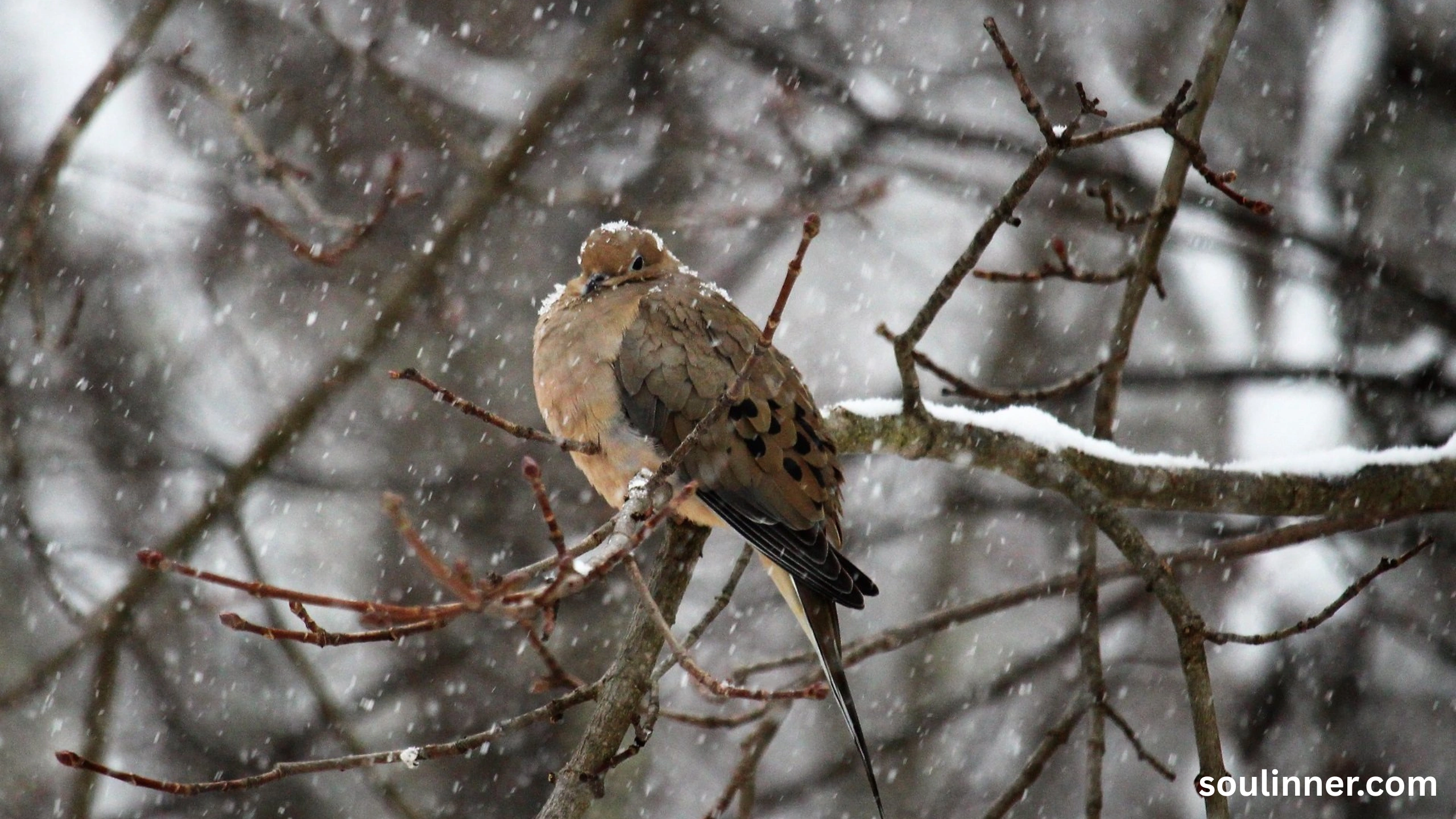 Mourning Dove Spiritual Meaning