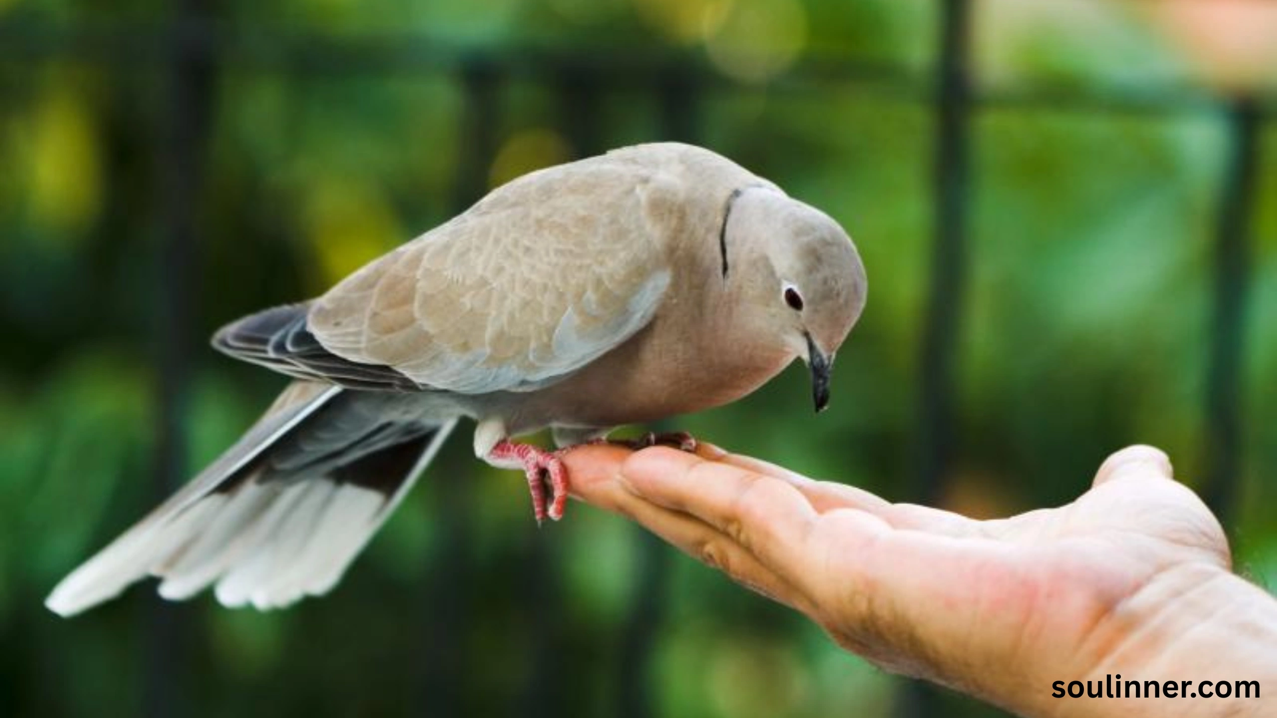 Mourning Dove Spiritual Meaning