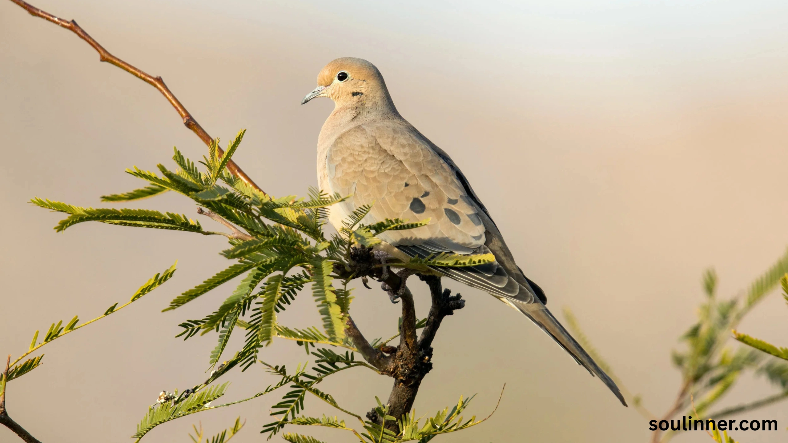 Mourning Dove Spiritual Meaning