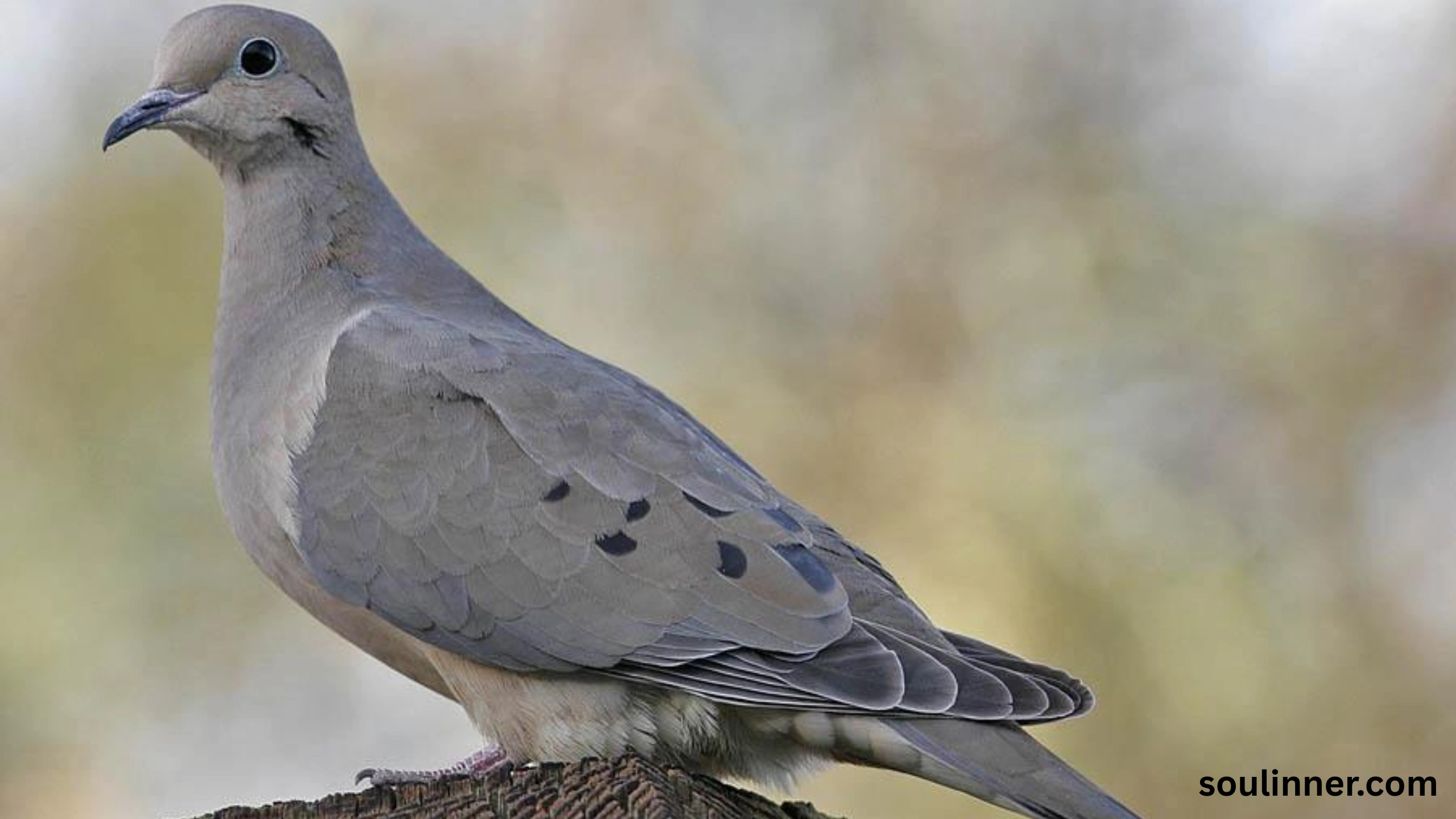 Mourning Dove Spiritual Meaning