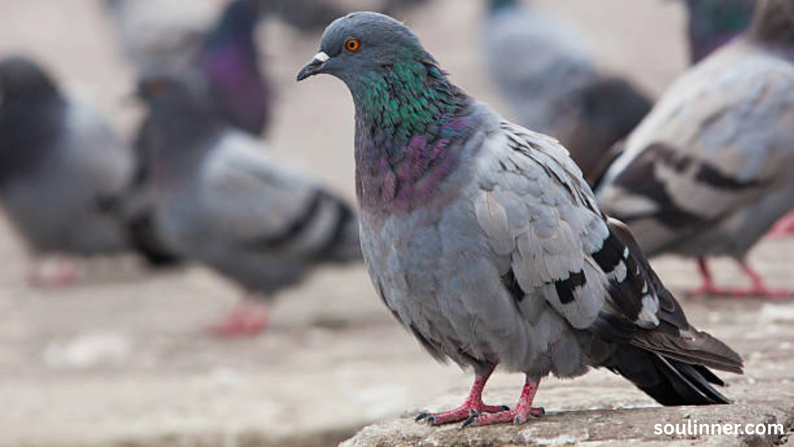 Mourning Dove Spiritual Meaning