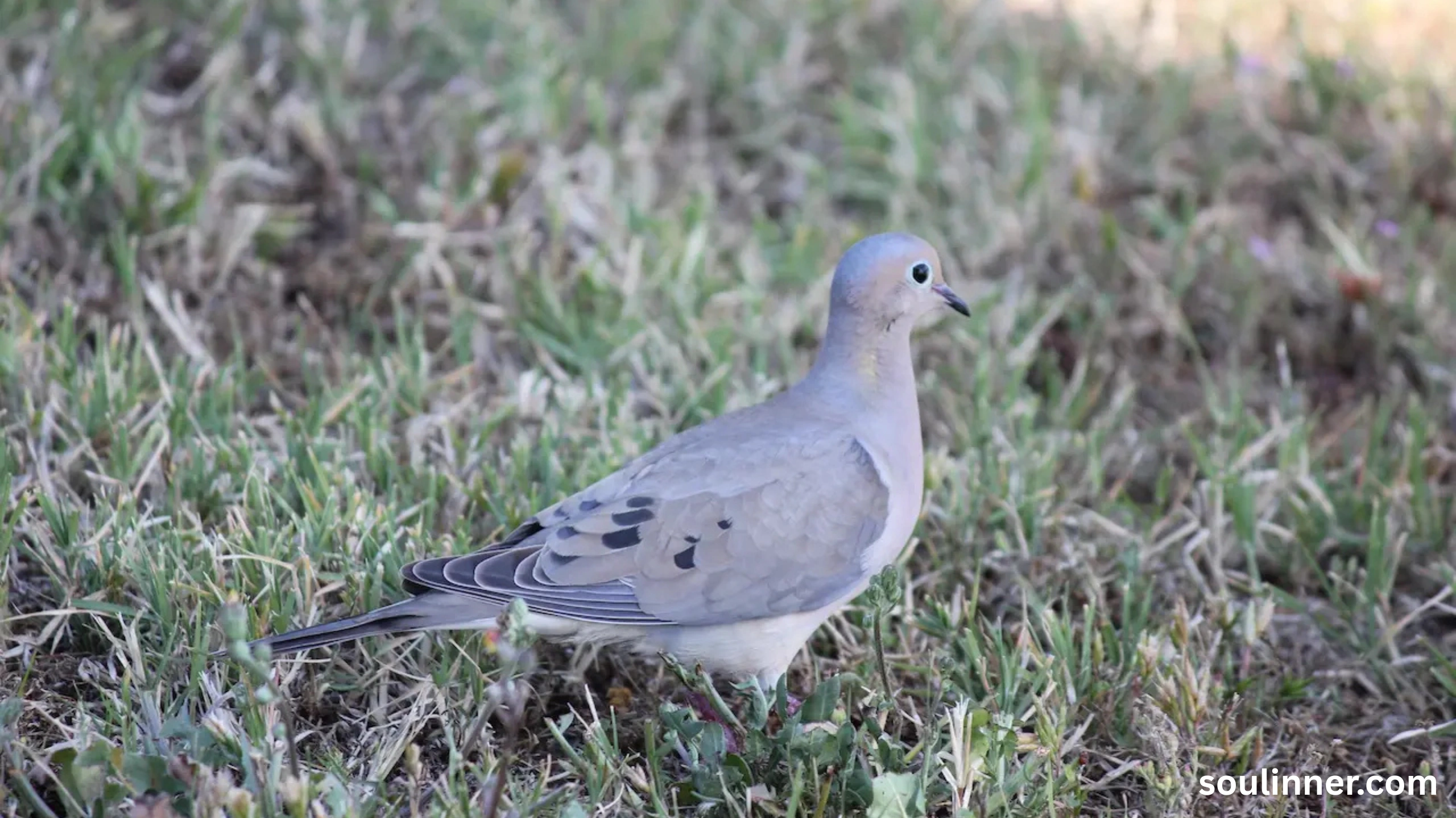 Mourning Dove Spiritual Meaning