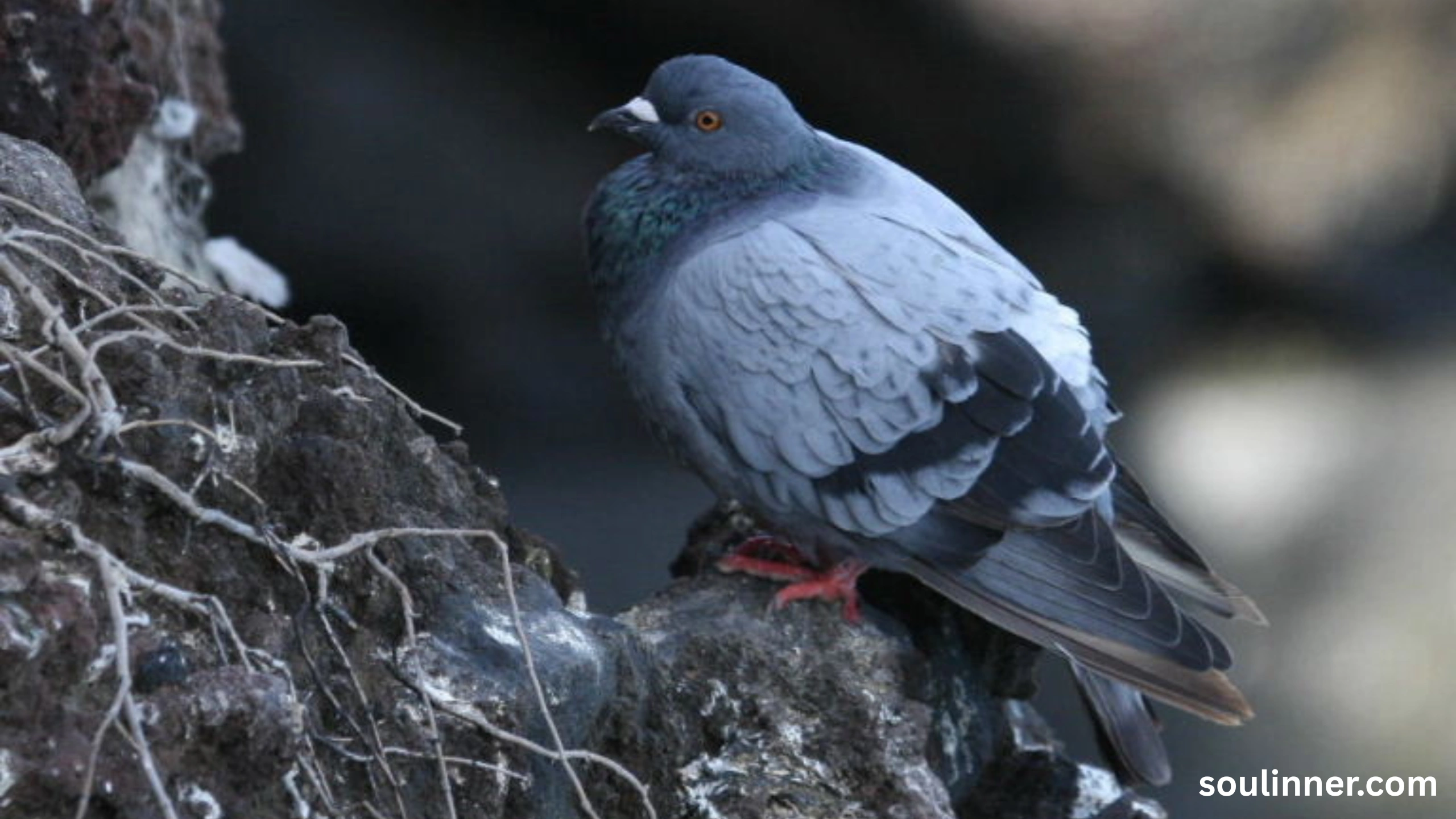 Mourning Dove Spiritual Meaning