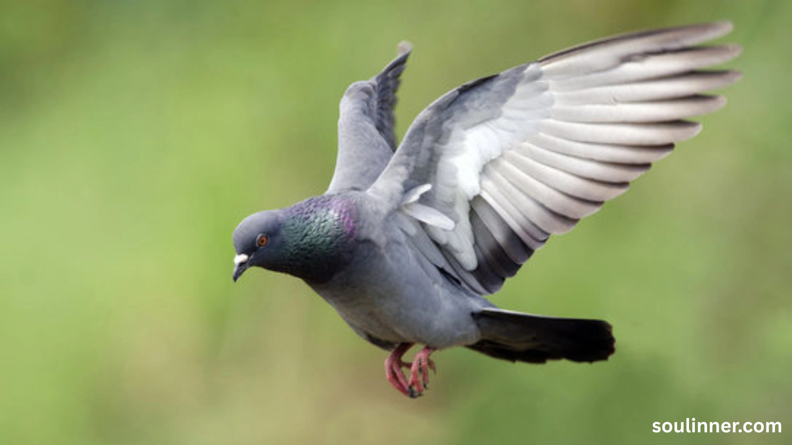 Mourning Dove Spiritual Meaning