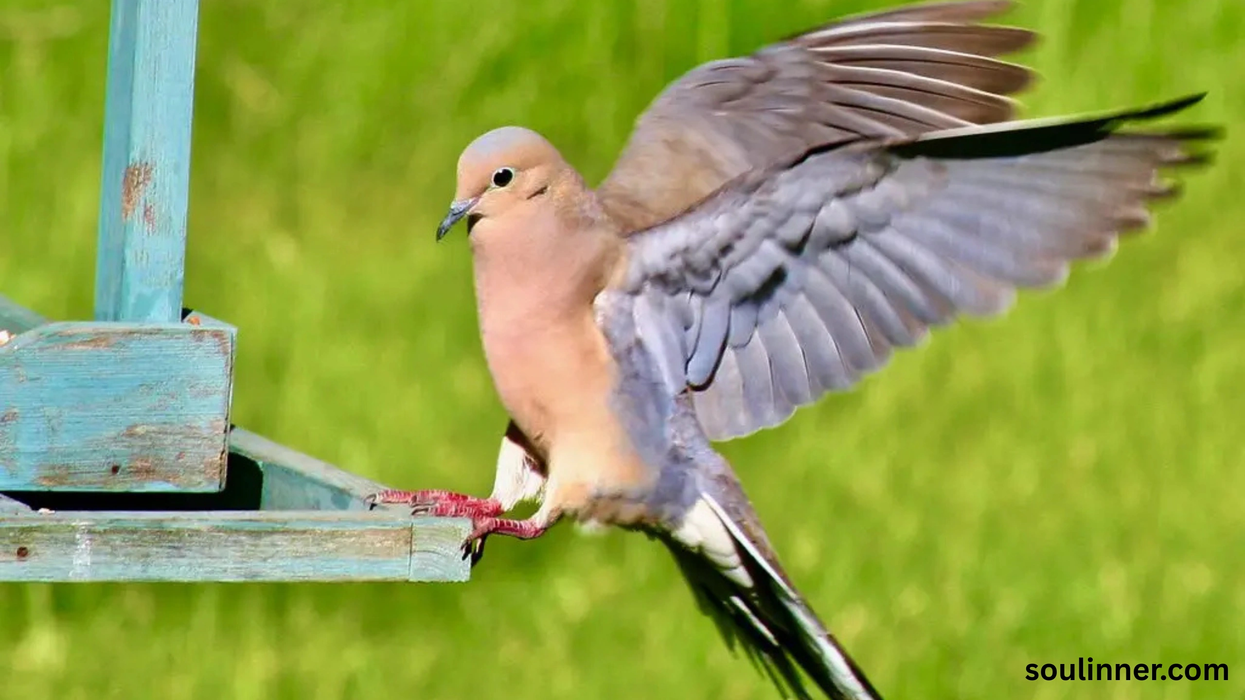 Mourning Dove Spiritual Meaning