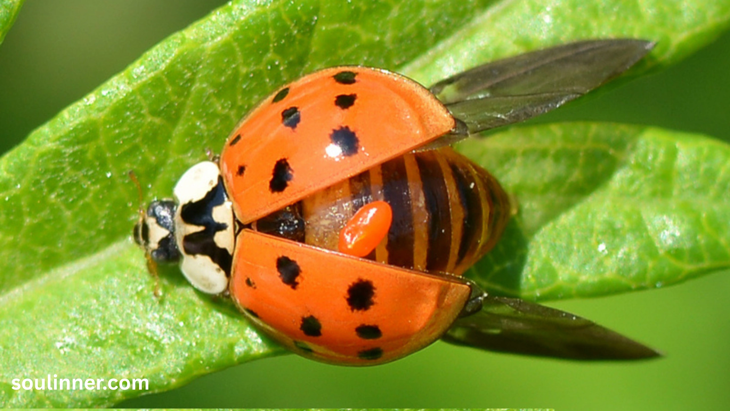 Orange Ladybug Meaning 