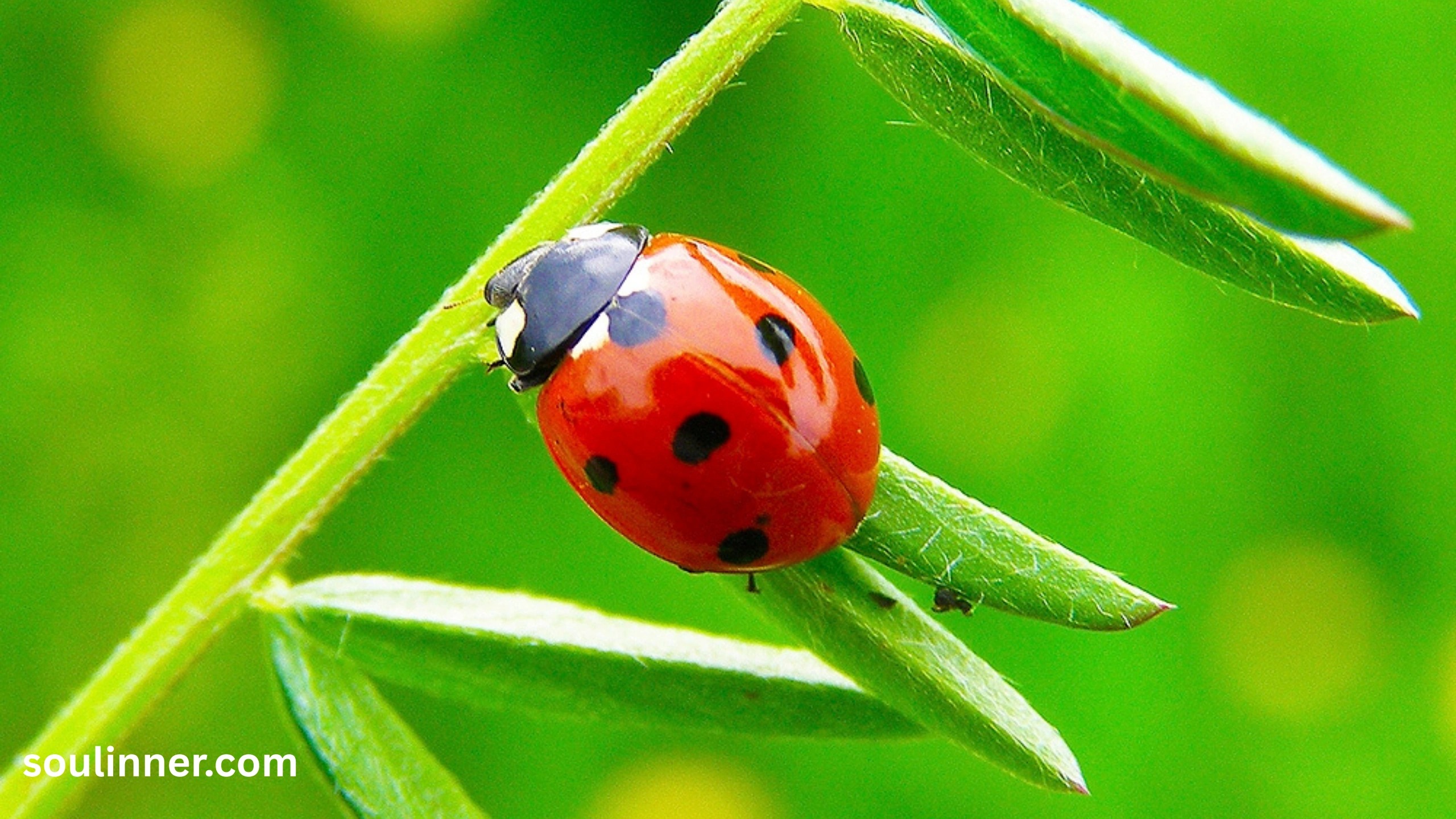 Orange Ladybug Meaning 