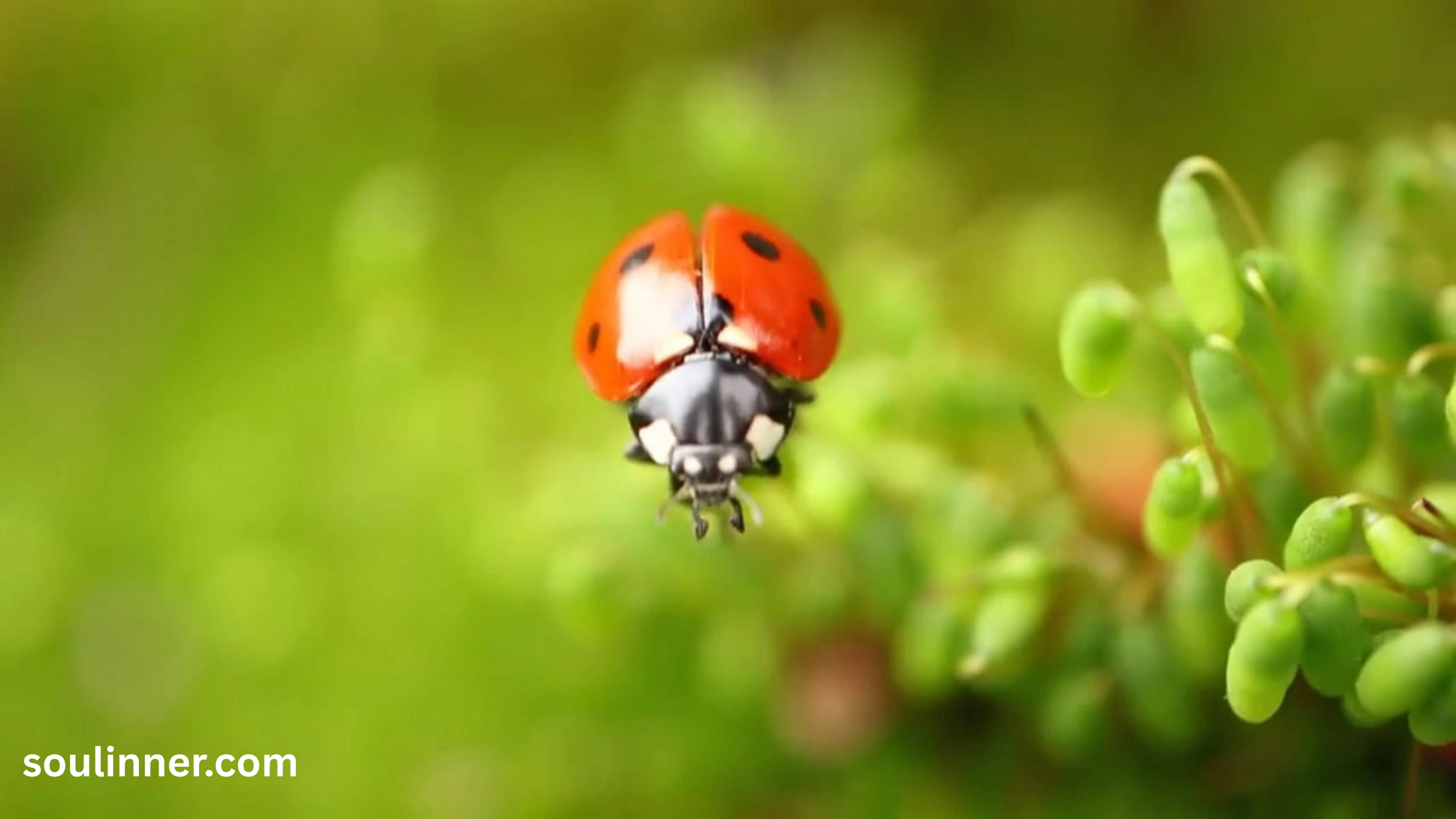 Orange Ladybug Meaning 