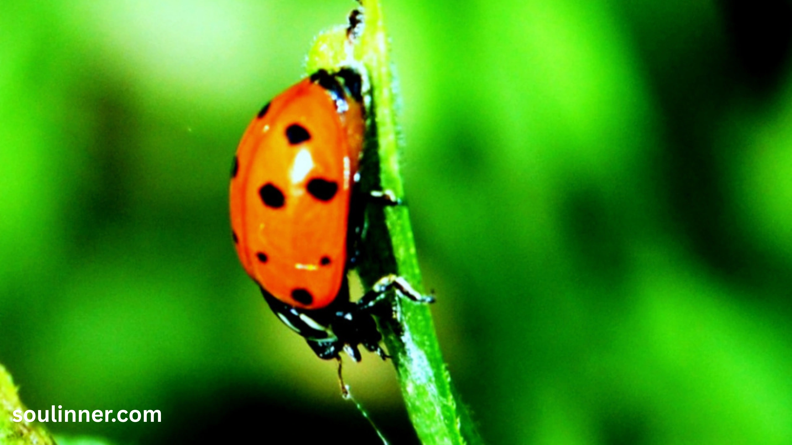 Orange Ladybug Meaning 