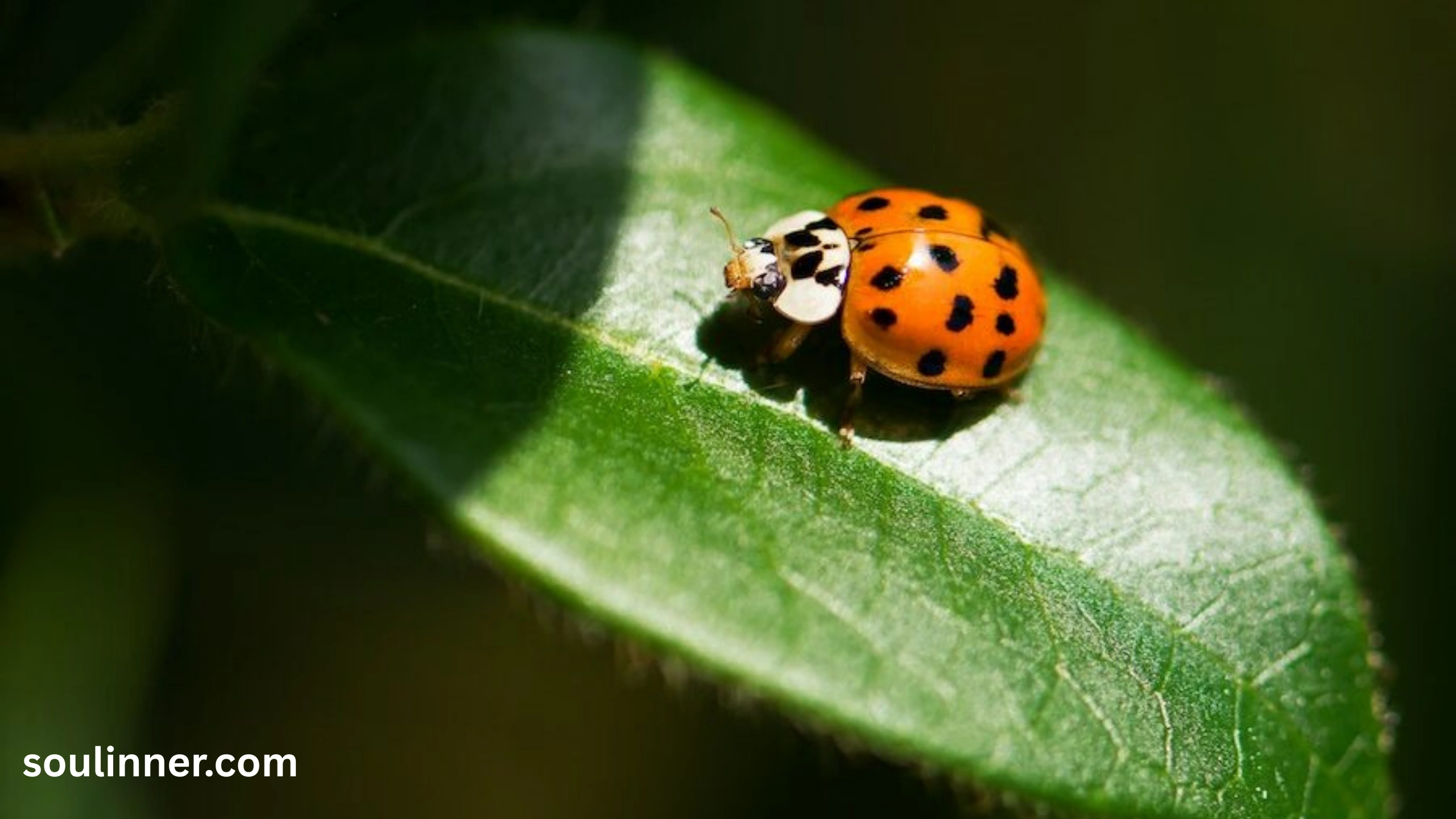 Orange Ladybug Meaning 