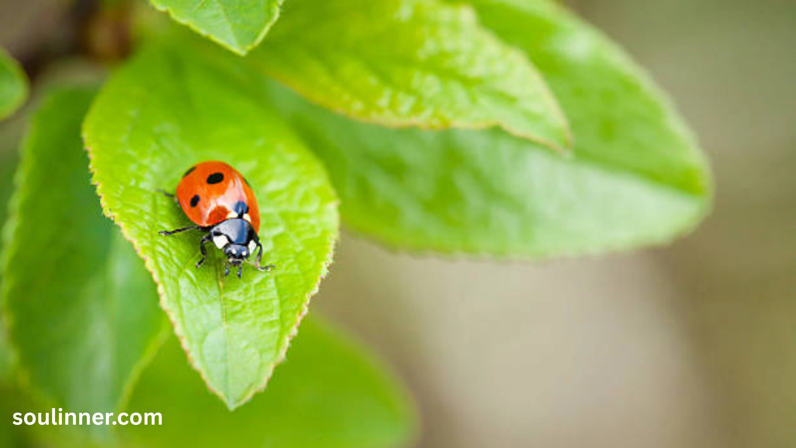 Orange Ladybug Meaning 