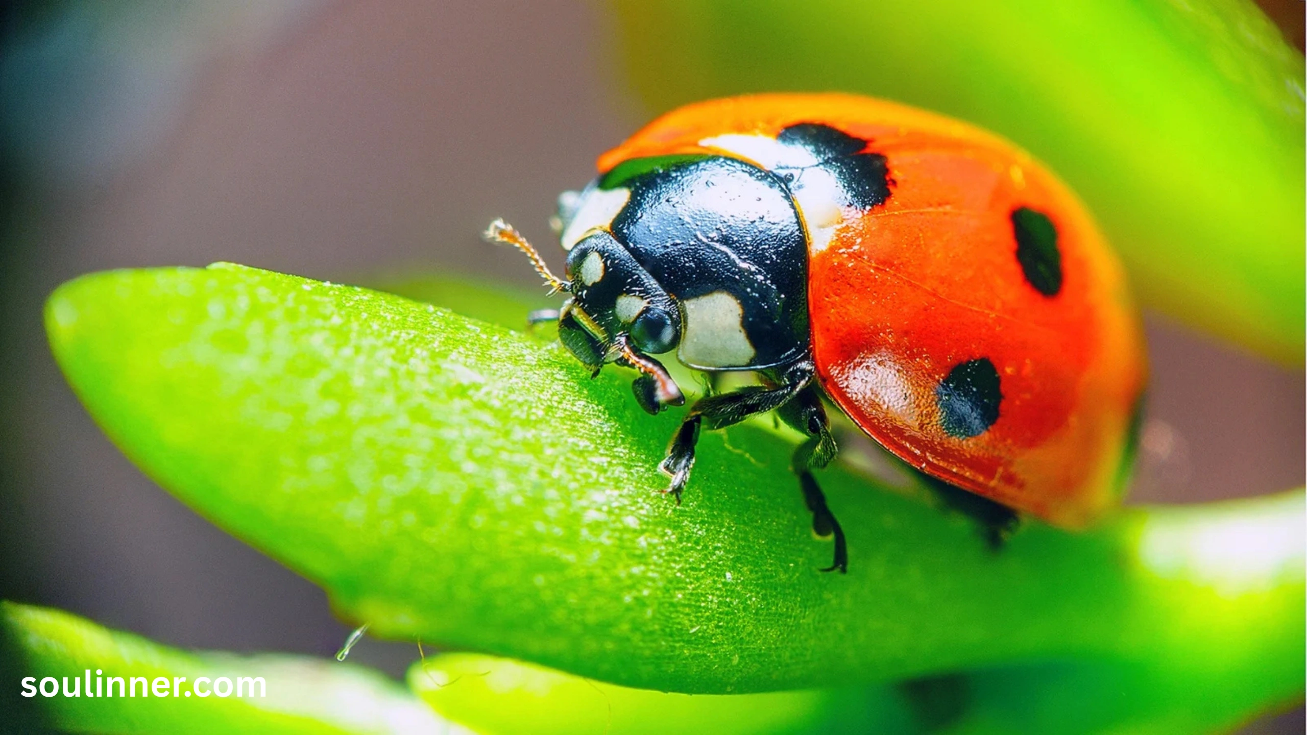Orange Ladybug Meaning 