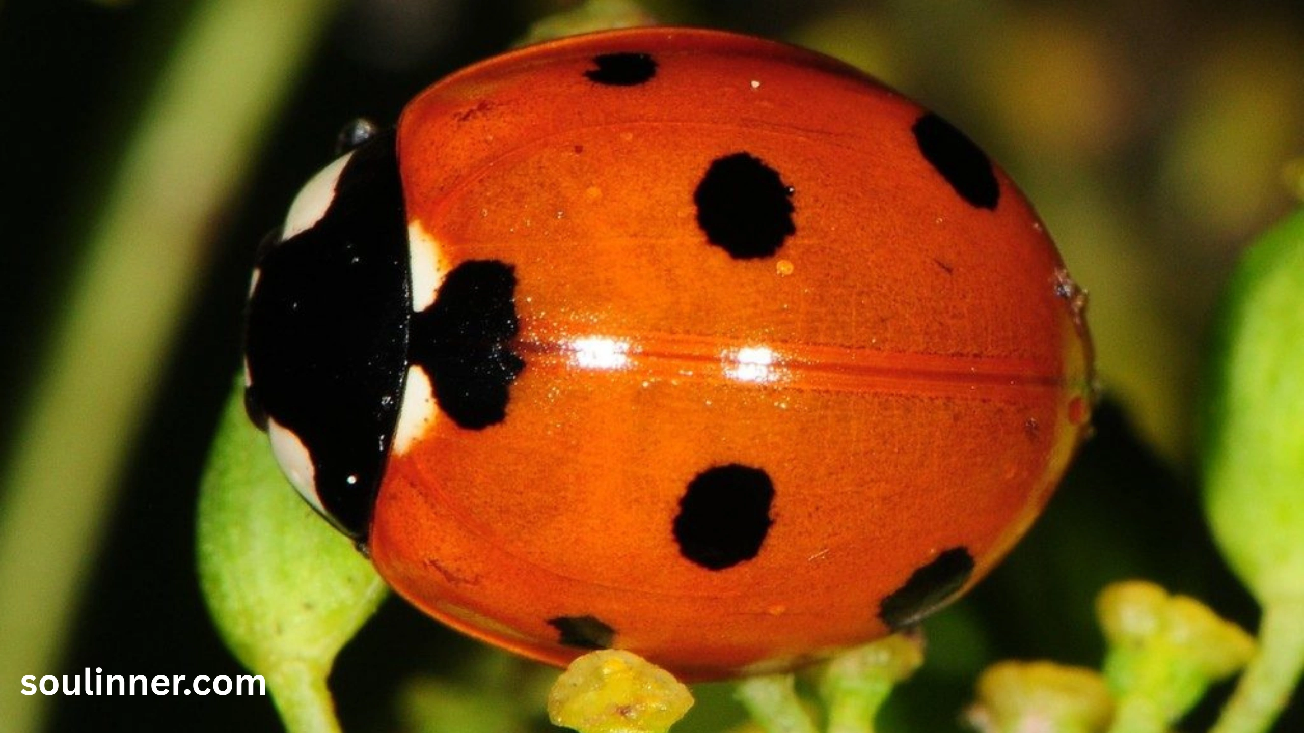 Orange Ladybug Meaning 